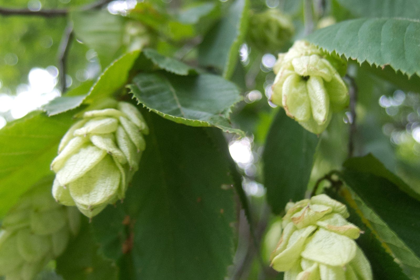 American hophornbeam (Ostrya virginiana) showing the drooping clusters of overlapping, papery, hop-like seed pods among sharply-serrated birch-like leaves.