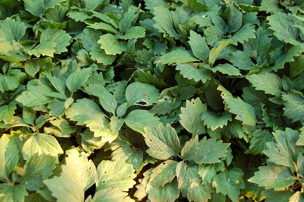 Allegheny spurge (Pachysandra procumbens) - coarsely toothed ovate matte blue-green leaves, low spreading groundcover mat habit, subtle pale mottling on the foliage.