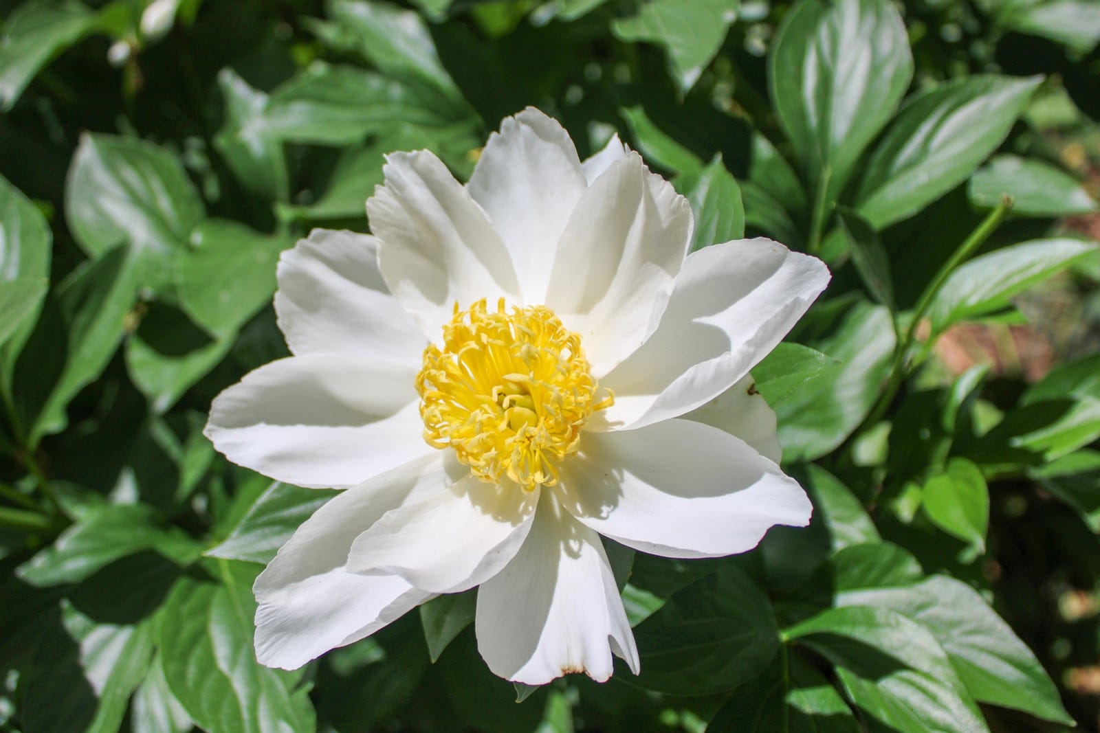 Peonía común de jardín (Paeonia lactiflora) en flor: una flor blanca simple en forma de copa con un llamativo penacho central de estambres amarillos sobre un follaje compuesto verde oscuro, lustroso y profundamente dividido.