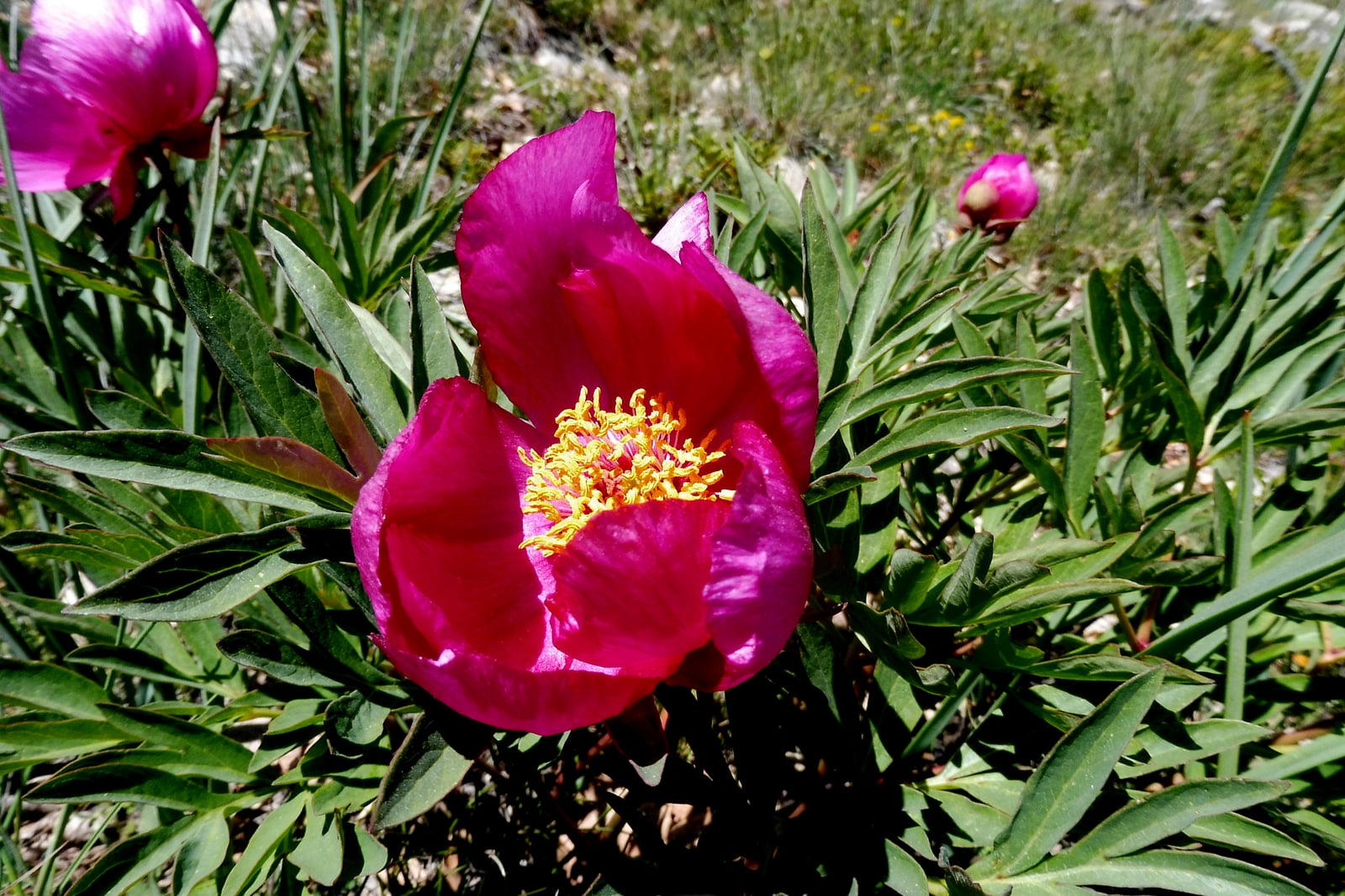 Una peonía común silvestre en flor en una ladera de montaña soleada: una flor sencilla en forma de copa, de color carmesí magenta, abierta en el centro, con pétalos anchos alrededor de un denso mechón de estambres amarillos, que se alza sobre una mata de segmentos foliares estrechos y de color verde oscuro, con una segunda flor en el borde superior izquierdo, un capullo rosa y redondo detrás, y hierba y piedras al fondo.
