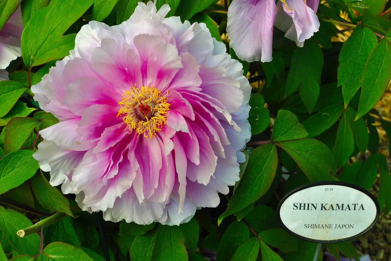 Una flor de peonía arbórea del cultivar japonés 'Shin Kamata' que ocupa la izquierda de la imagen: una flor ancha y rizada de muchos pétalos blancos teñidos de rosa intenso hacia el centro, alrededor de un anillo de estambres amarillos y un pequeño centro rojo, entre hojas verdes anchas y lobuladas, con flores de un rosa más pálido en el borde superior y una etiqueta ovalada de jardín que dice Shin Kamata, Shimane Japon.