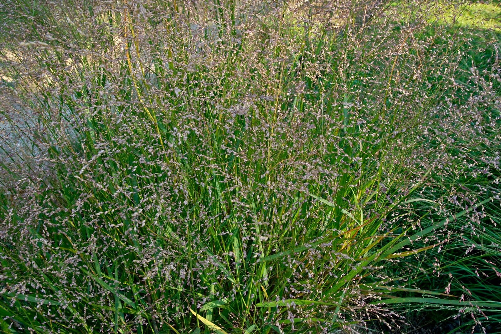 Switchgrass (Panicum virgatum) mature clump in the green growing season, its upright vase-shaped habit topped by the airy, diffuse open panicles diagnostic of the species.