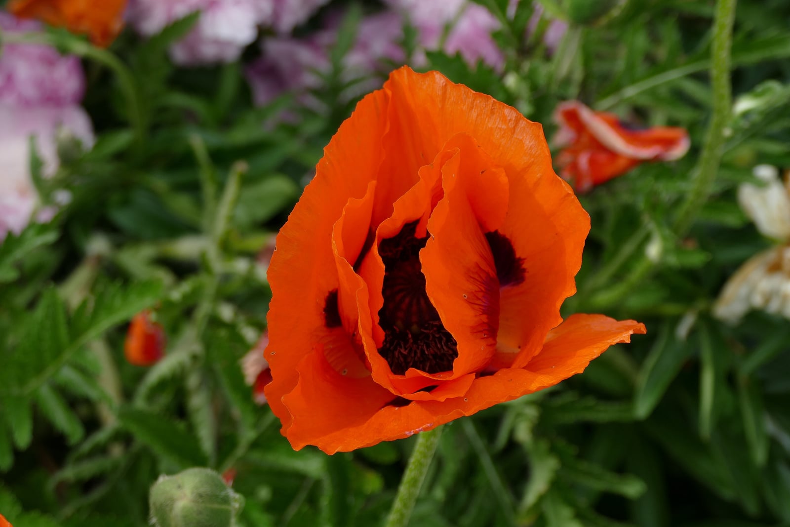 Amapola oriental en flor: una gran flor en forma de copa de color rojo anaranjado, de pétalos arrugados como de papel, cada uno con una mancha negra purpúrea en la base alrededor de una masa de estambres oscuros, sobre un tallo peloso y por encima de hojas verdes finamente divididas, con un capullo redondo y peloso debajo.