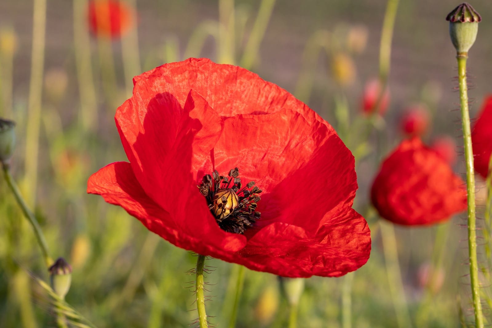 Common poppy (Papaver rhoeas) - brilliant scarlet, papery, four-petalled flower with a dark basal blotch around a ring of dark stamens, bristly-hairy green flowering stems, developing pepper-pot (urn-shaped) seed capsule at upper right, in a cornfield/field-margin drift of poppies.