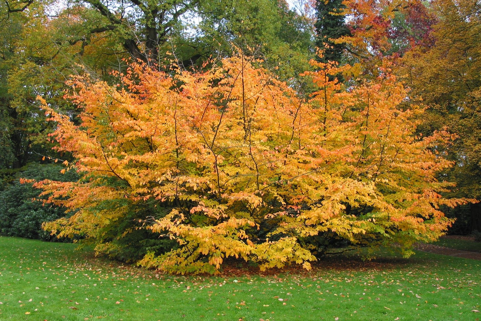 Árbol de hierro persa maduro con color otoñal en el Parc de Mariemont, Bélgica, que muestra un porte amplio, extendido y de ramificación baja, y un follaje cambiante de tonos cálidos