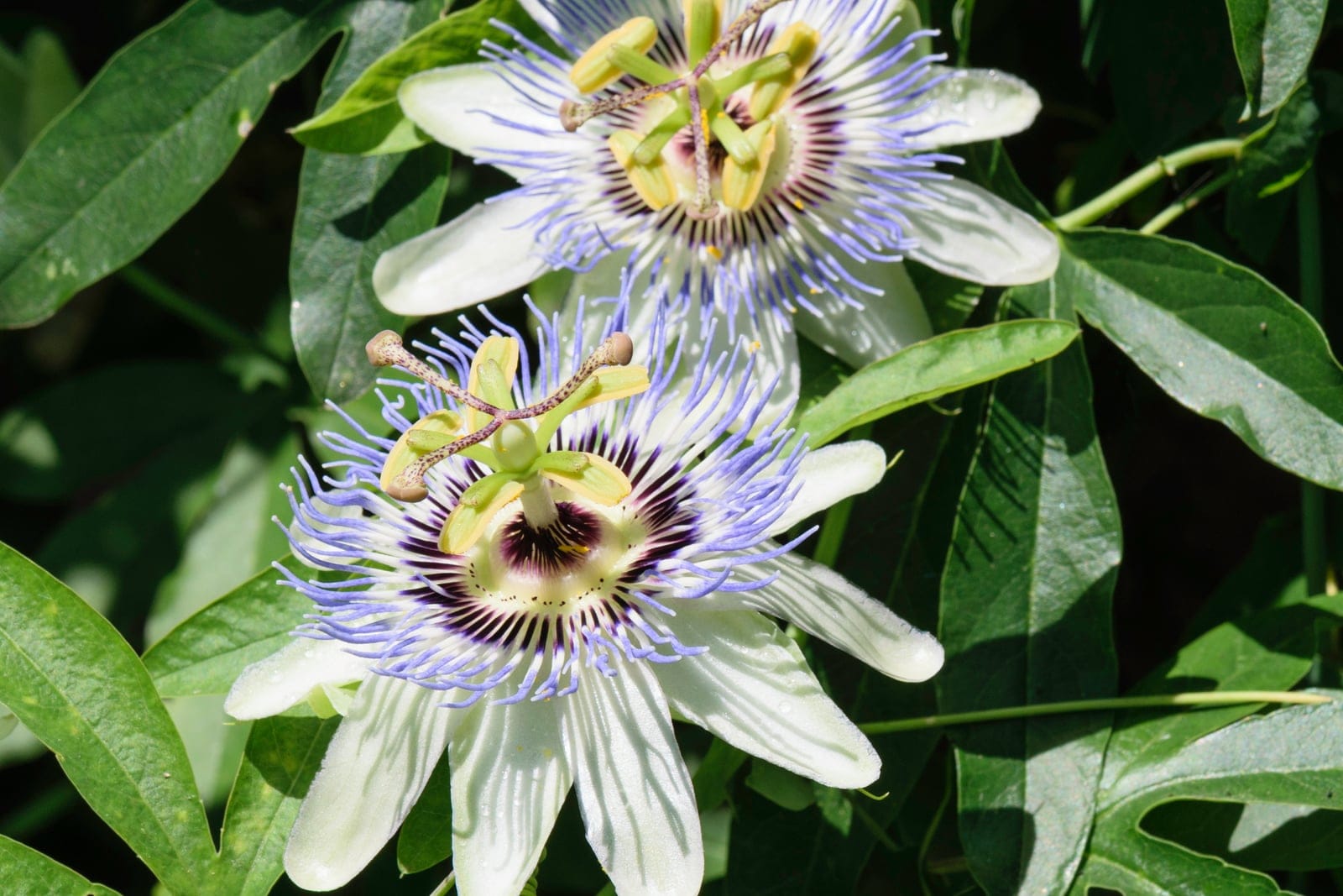 Blue passionflower (Passiflora caerulea) - distinctive blue-and-white filamentous corona radiating from the flower center, raised androgynophore bearing 5 green stamens and 3 club-tipped styles above a dark purple-banded center, deeply palmately-lobed (5-7 lobes) glossy green leaves on a climbing vine.