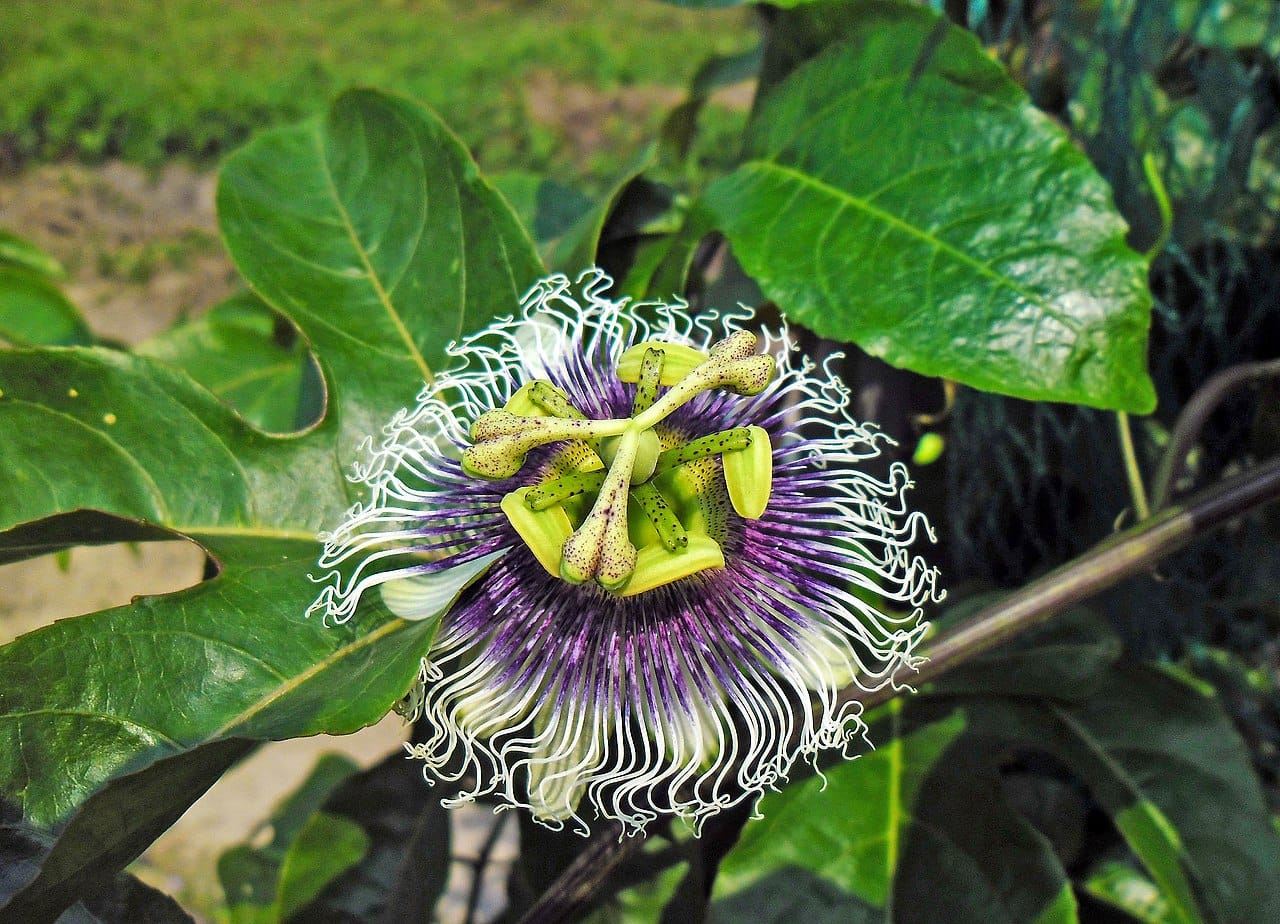 Passion fruit (Passiflora edulis) - intricate flower with purple-and-white corona filaments, prominent central column of stamens and styles, glossy lobed leaves.