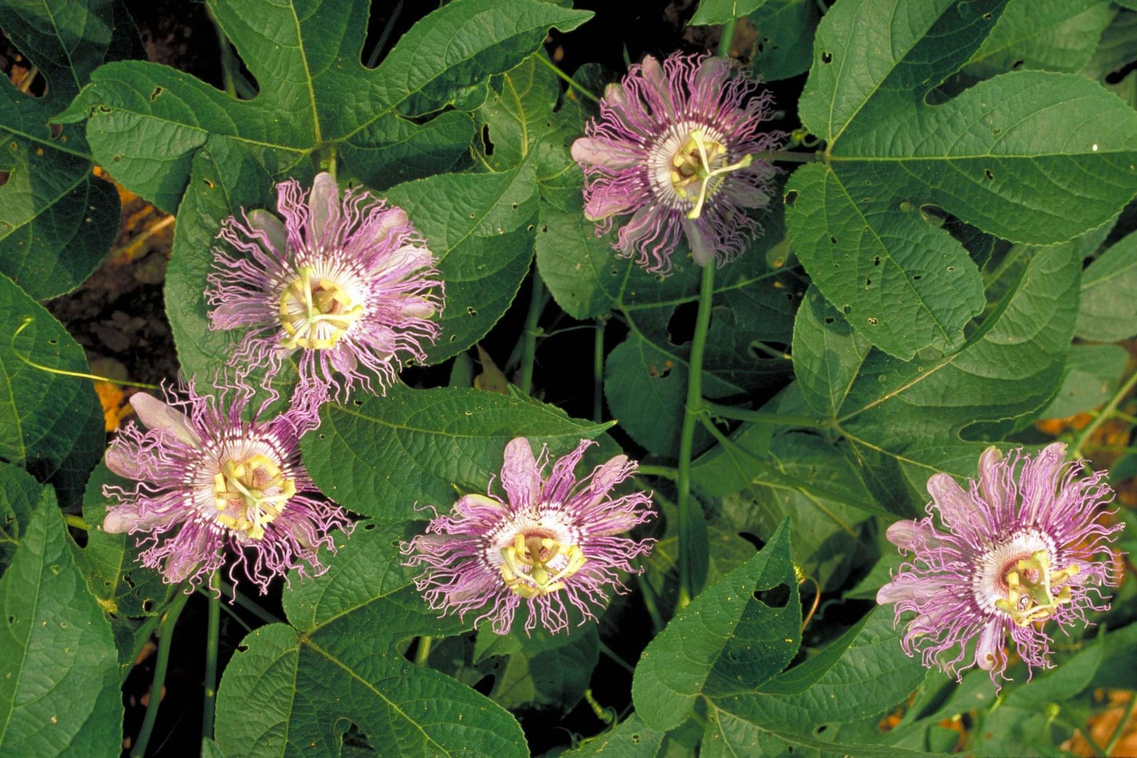 Maypop (Passiflora incarnata) flowers showing the fringed pinkish-purple filament corona, raised central androgynophore, and deeply three-lobed leaves.