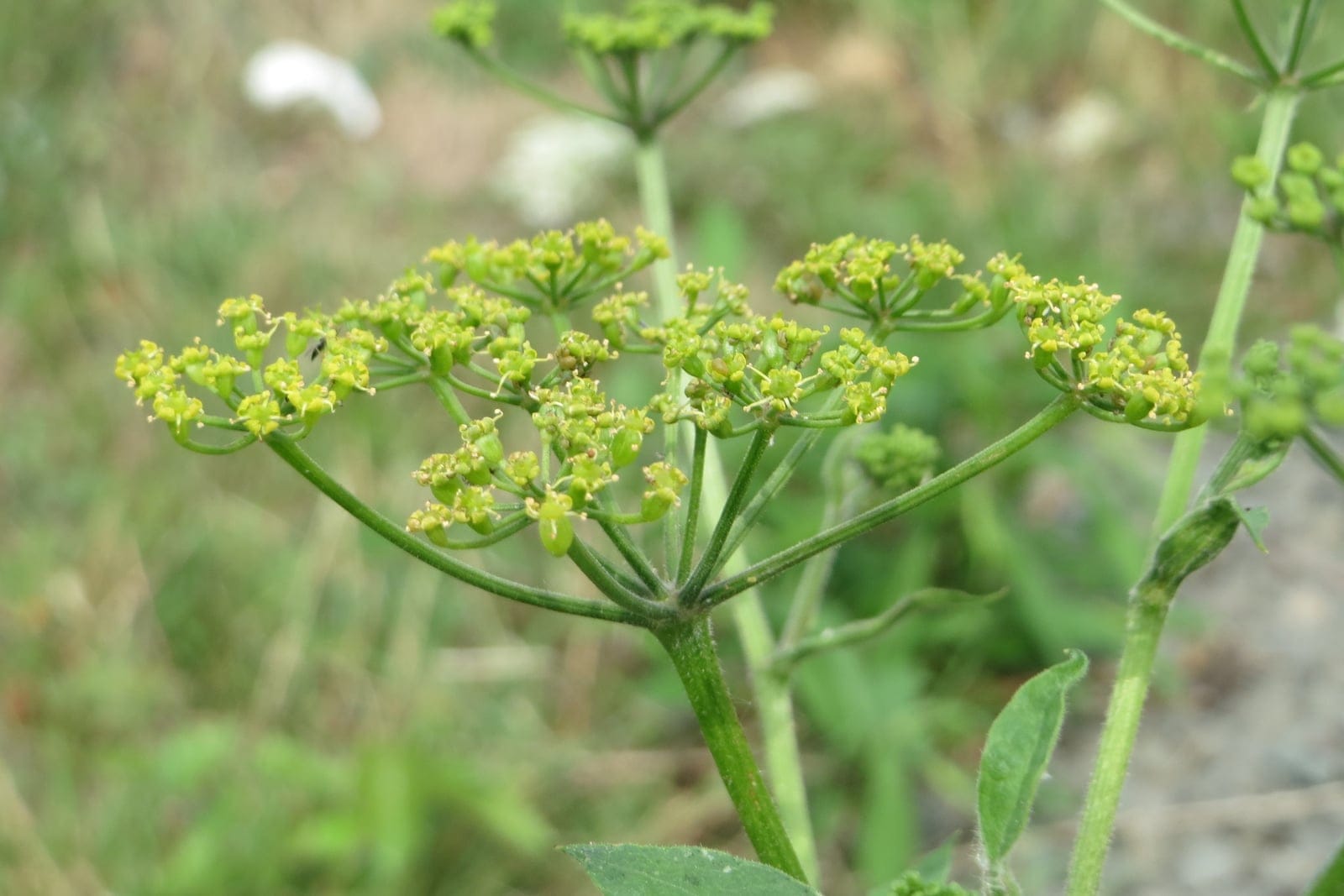 Chirivía (Pastinaca sativa) con una umbela compuesta de diminutas flores amarillas de cinco pétalos sobre radios ramificados, por encima de un tallo estriado y una hoja pinnada.