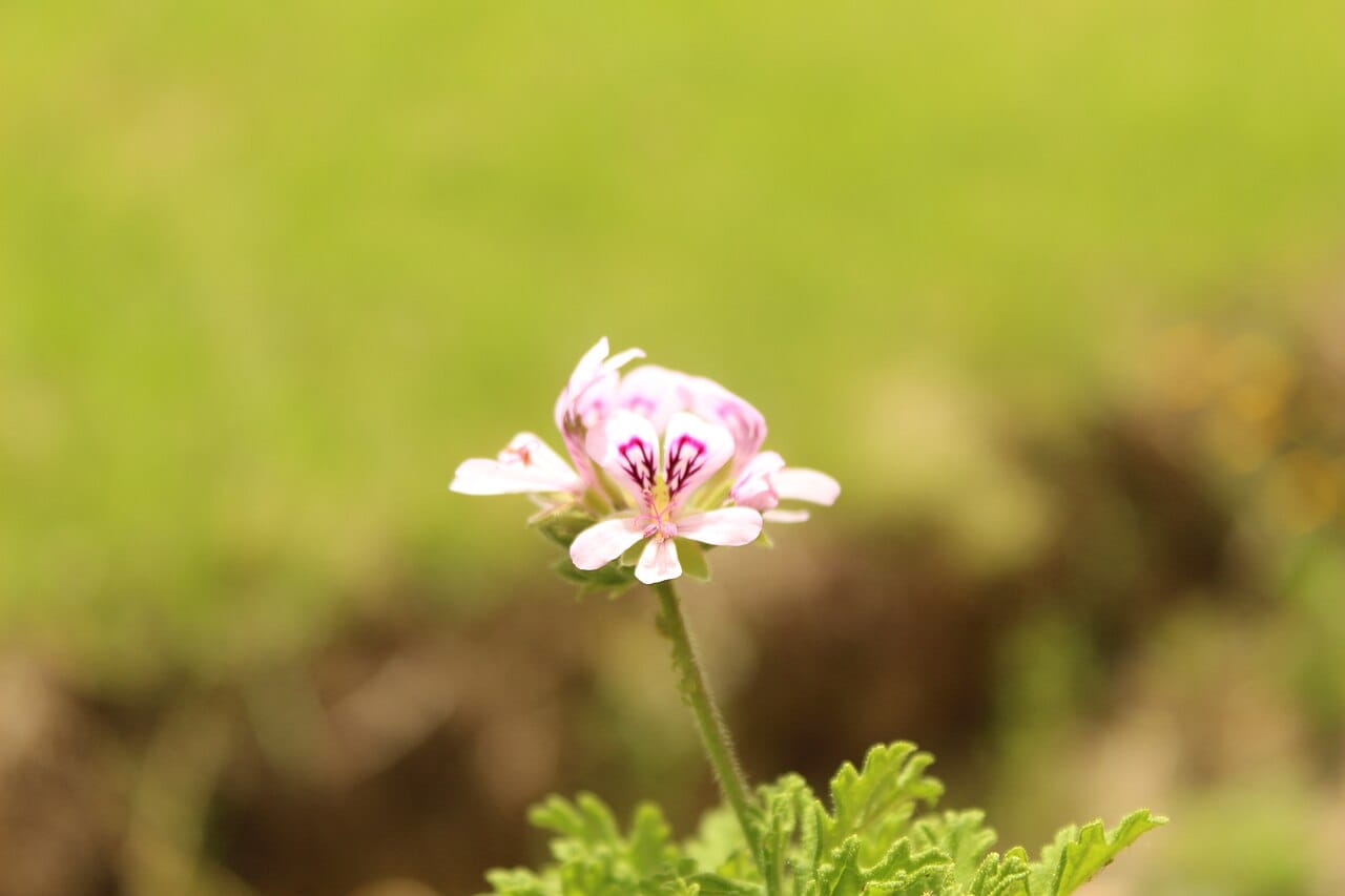 Rose-scented geranium (Pelargonium graveolens) - pale-pink flower with purple upper-petal markings, deeply lobed aromatic foliage, slender flower stalk.