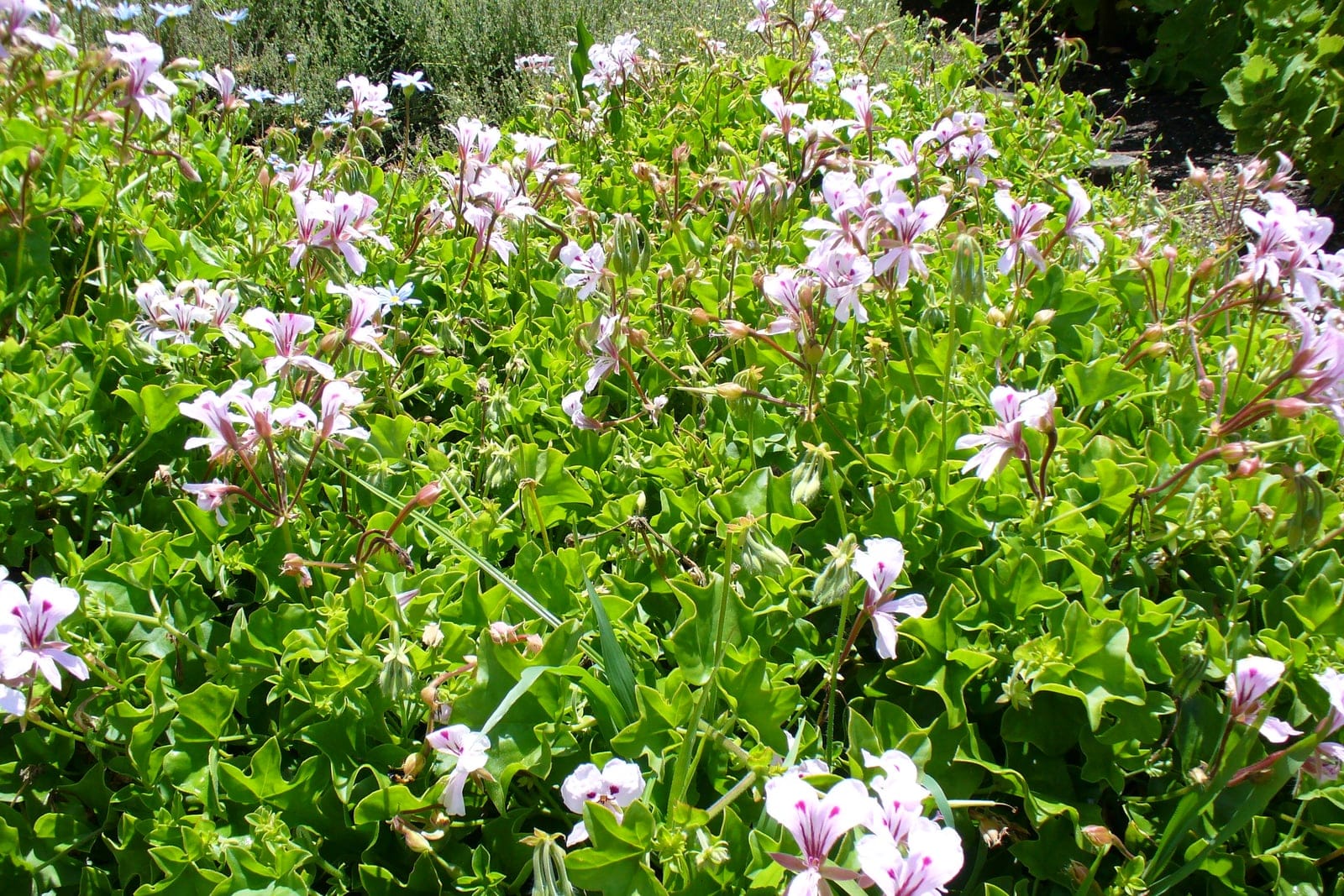 A trailing ivy-leaved geranium (Pelargonium peltatum) with glossy five-lobed ivy-shaped leaves and clusters of mauve-pink flowers cascading from a planting.