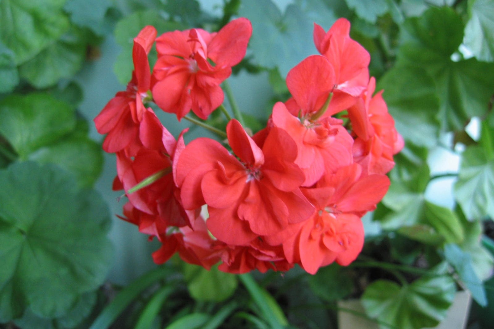 Geranio zonal (Pelargonium x hortorum) que muestra una umbela redondeada de flores rojo brillante de cinco pétalos por encima de hojas redondeadas, reniformes y zonadas.