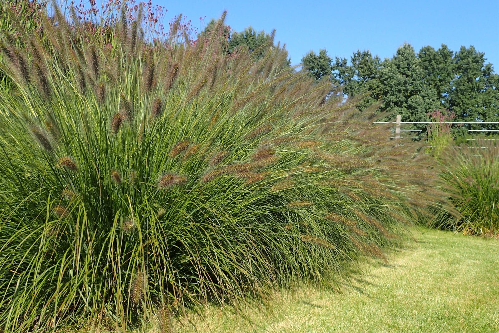 Capim-chinês (Pennisetum alopecuroides) - porte em fonte, entouceirado e arredondado, com lâminas foliares verdes arqueadas, numerosas plumas florais macias e cilíndricas em forma de escova/rabo-de-raposa erguidas acima da folhagem, coloração roxo-bronzeada esfumaçada das plumas, própria da floração do fim do verão ao outono.