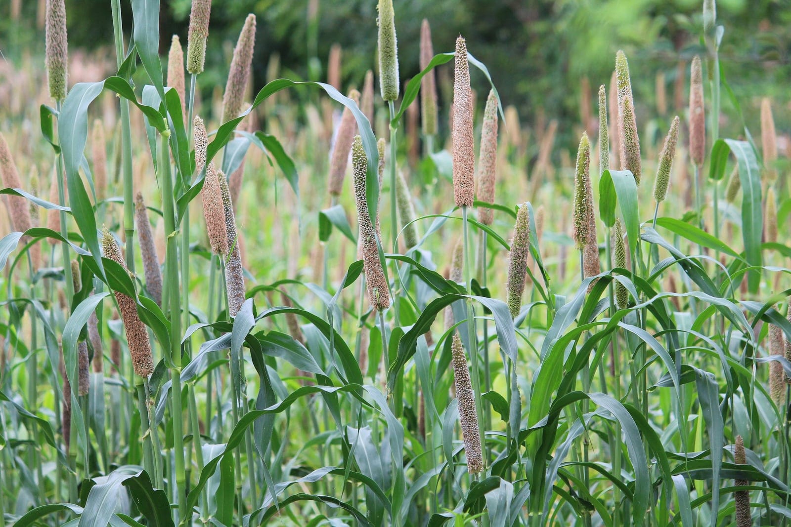 Mijo perla (Pennisetum glaucum) - espigas densas y cilíndricas de flores y granos, semejantes a una espadaña, erguidas en el ápice de los tallos, porte de gramínea alta de estación cálida con cañas robustas y erectas, hojas largas, acintadas y arqueadas de cereal con un nervio central pálido prominente.