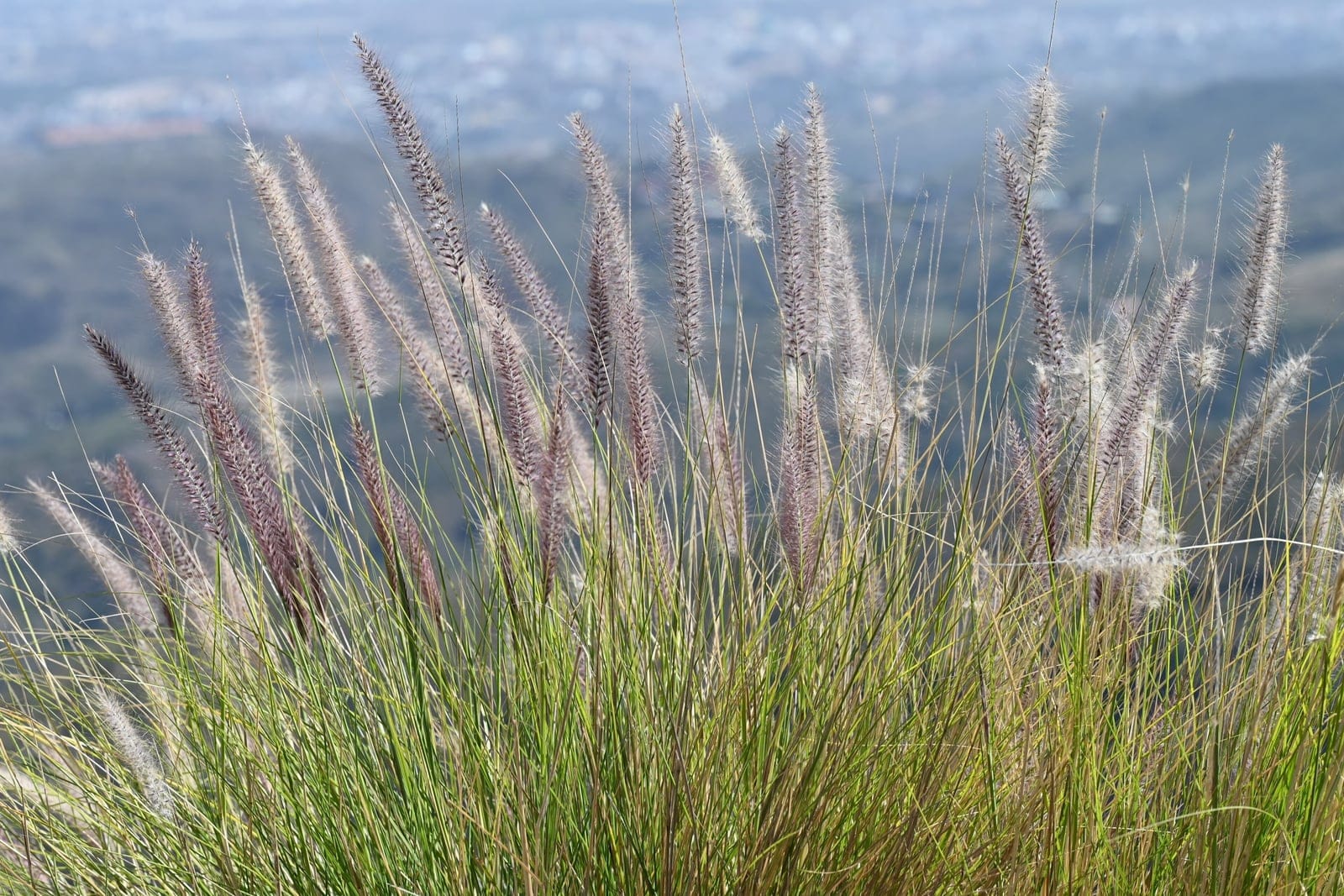 Crimson fountain grass (Pennisetum setaceum) - clump-forming fountain habit - fine arching leaves rising from the base into an arching spray of stems, long, soft, nodding foxtail (bottlebrush) flower plumes, plumes flushed pink to purple with fine silky bristles.