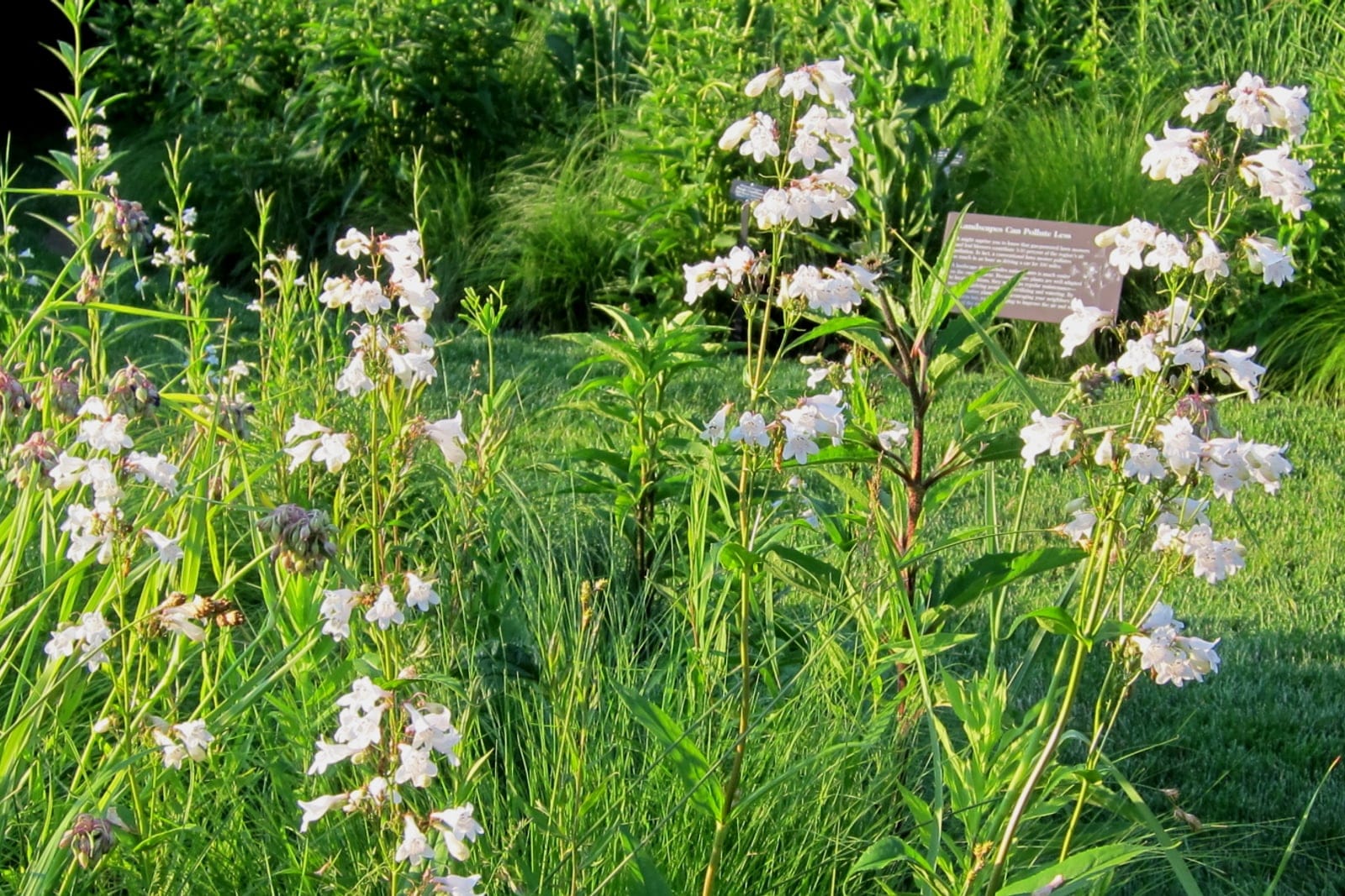 Foxglove beardtongue (Penstemon digitalis) clump, its upright 24 to 35 inches stems topped with open, branched panicles of white tubular flowers.