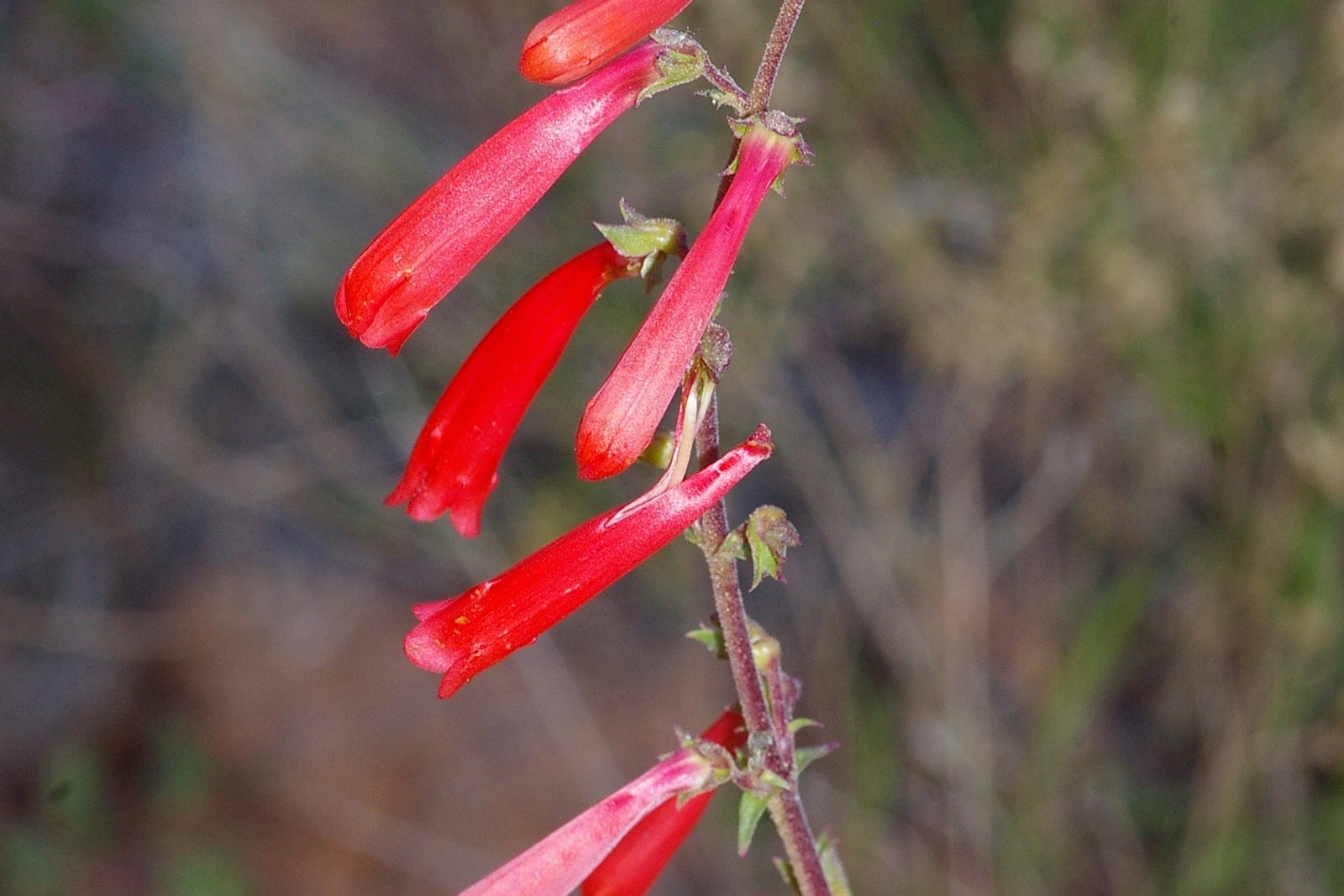 Firecracker penstemon (Penstemon eatonii): a single slender, unbranched flowering wand bearing narrow scarlet tubular flowers in a one-sided panicle, with small paired (opposite) leaves and bracts along the stem.