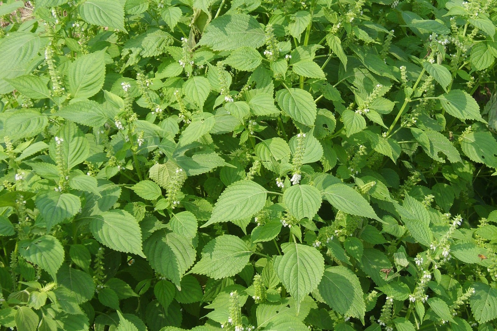 Perilla frutescens (shiso) growing in a field in Gimpo, South Korea, showing the upright habit, square stems, and broad serrated leaves