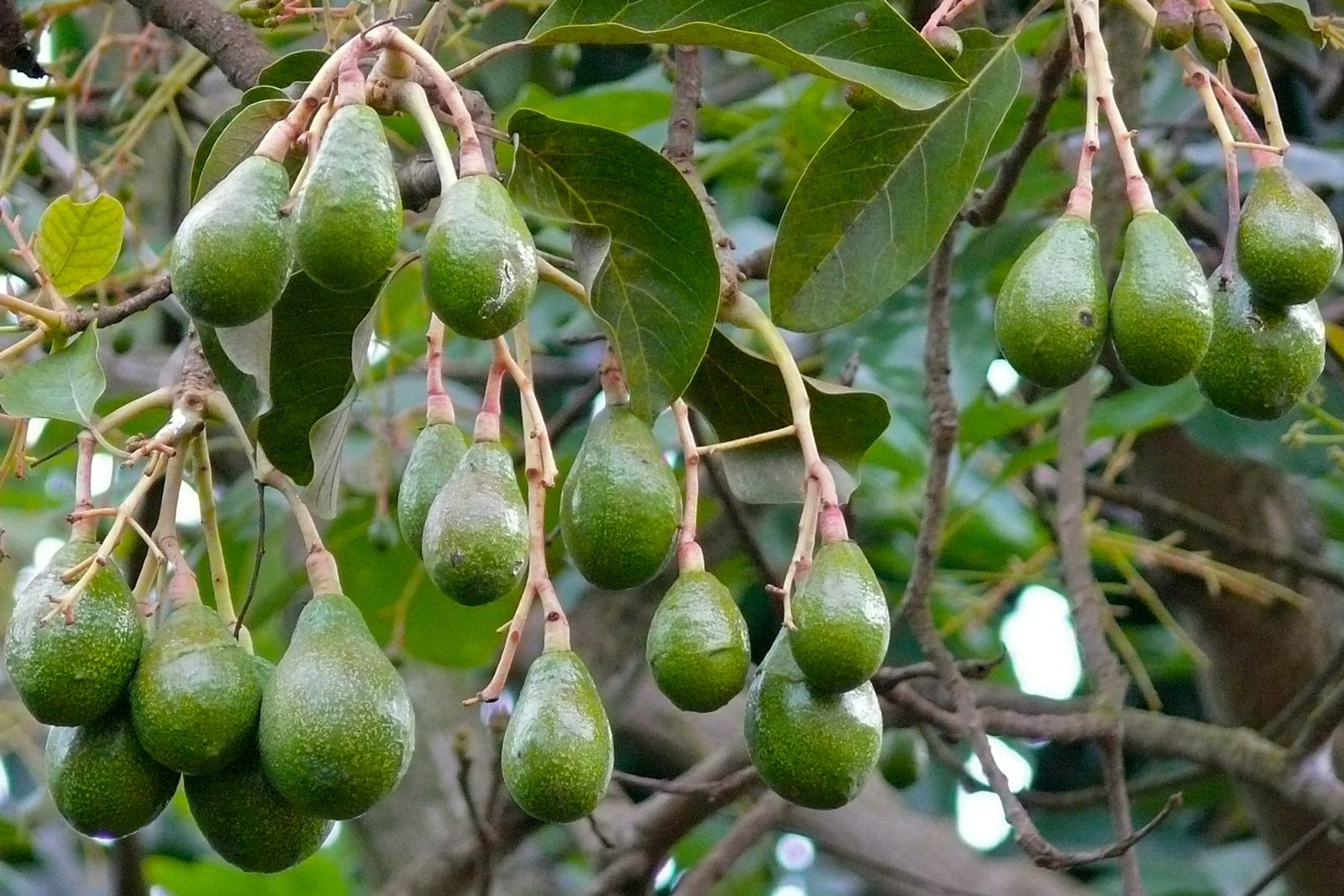 Avocado (Persea americana) showing clusters of pear-shaped green fruit on pinkish pedicels among glossy dark-green elliptic leaves.
