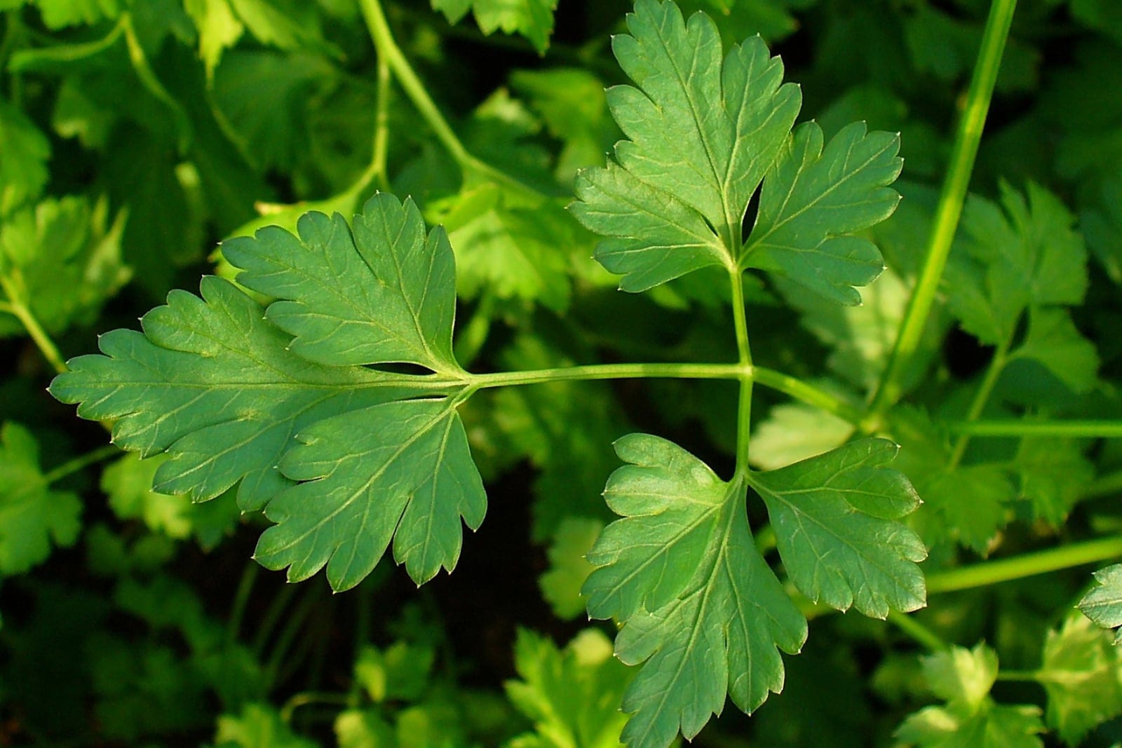 Parsley (Petroselinum crispum) showing flat green tripinnate leaves of the Italian flat-leaf type.