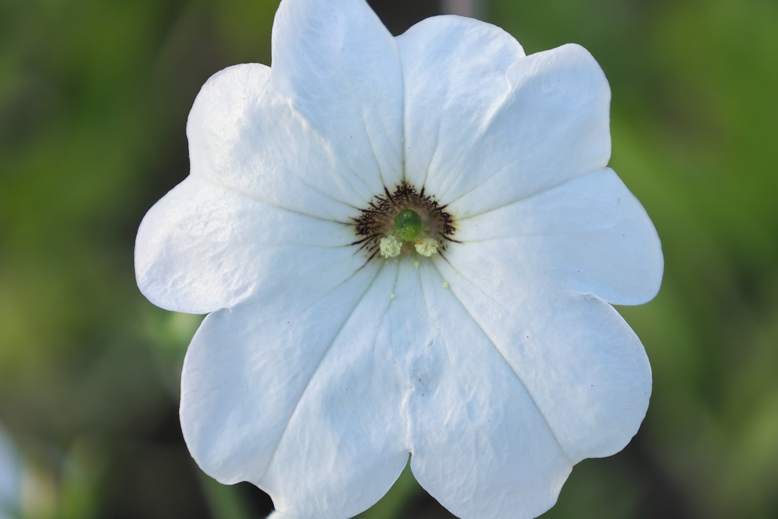 Large white petunia (Petunia axillaris) - a single white five-lobed flower with fine dark veins in its throat and a green stigma at the centre, at the Roger-Van den Hende botanical garden of Université Laval in Quebec City.