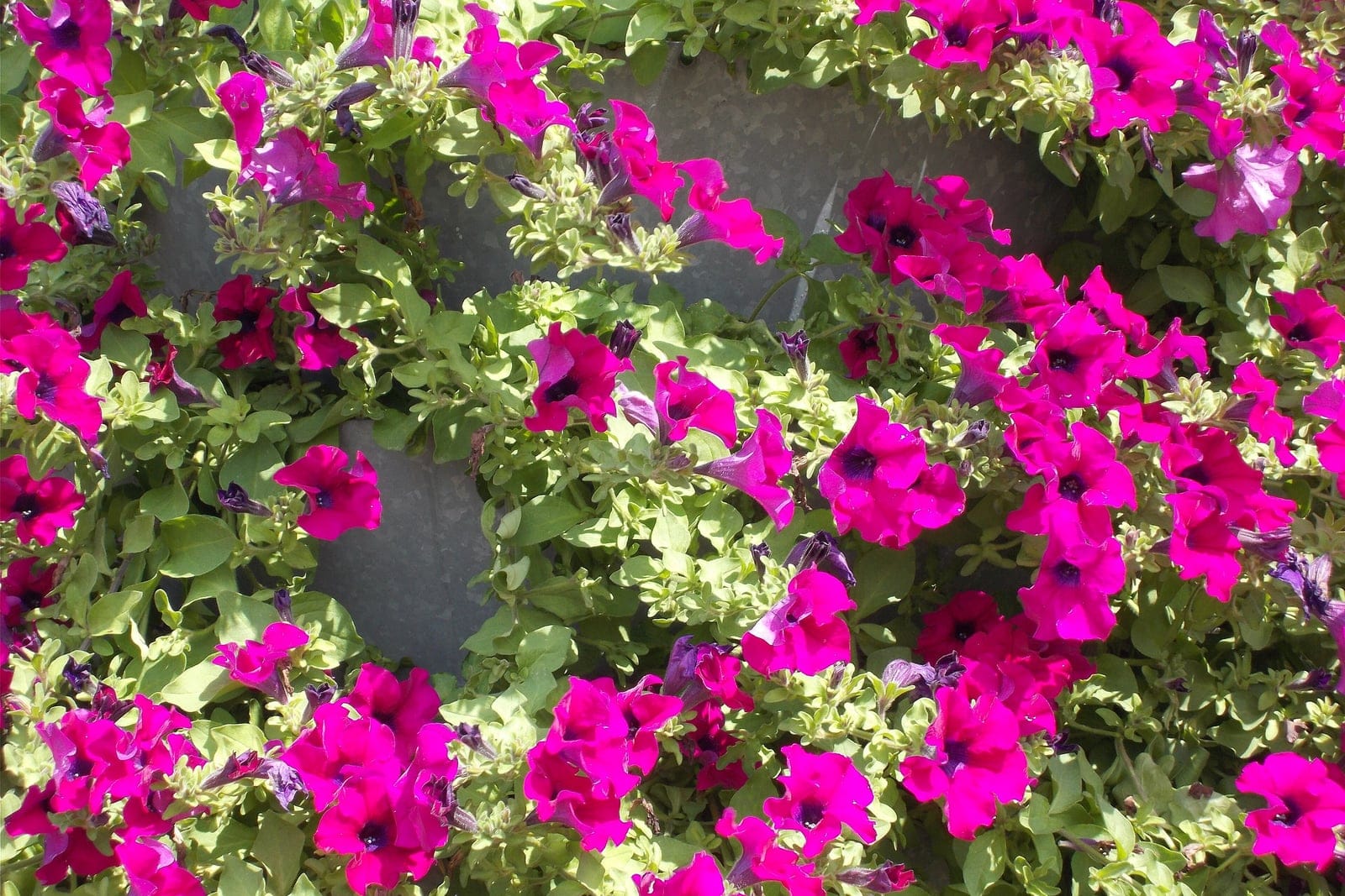 Mass planting of garden petunias (Petunia x atkinsiana) showing the species’ funnel-shaped single magenta-pink flowers above soft green foliage.