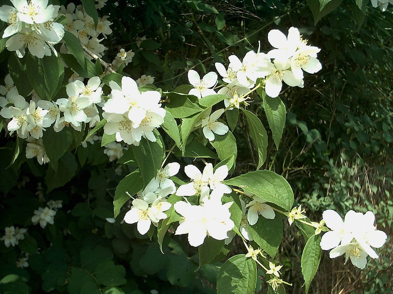 Filadelfo (Philadelphus coronarius) - flores brancas de quatro pétalas, tufo central amarelo de estames, flores ao longo de caules folhosos arqueados.