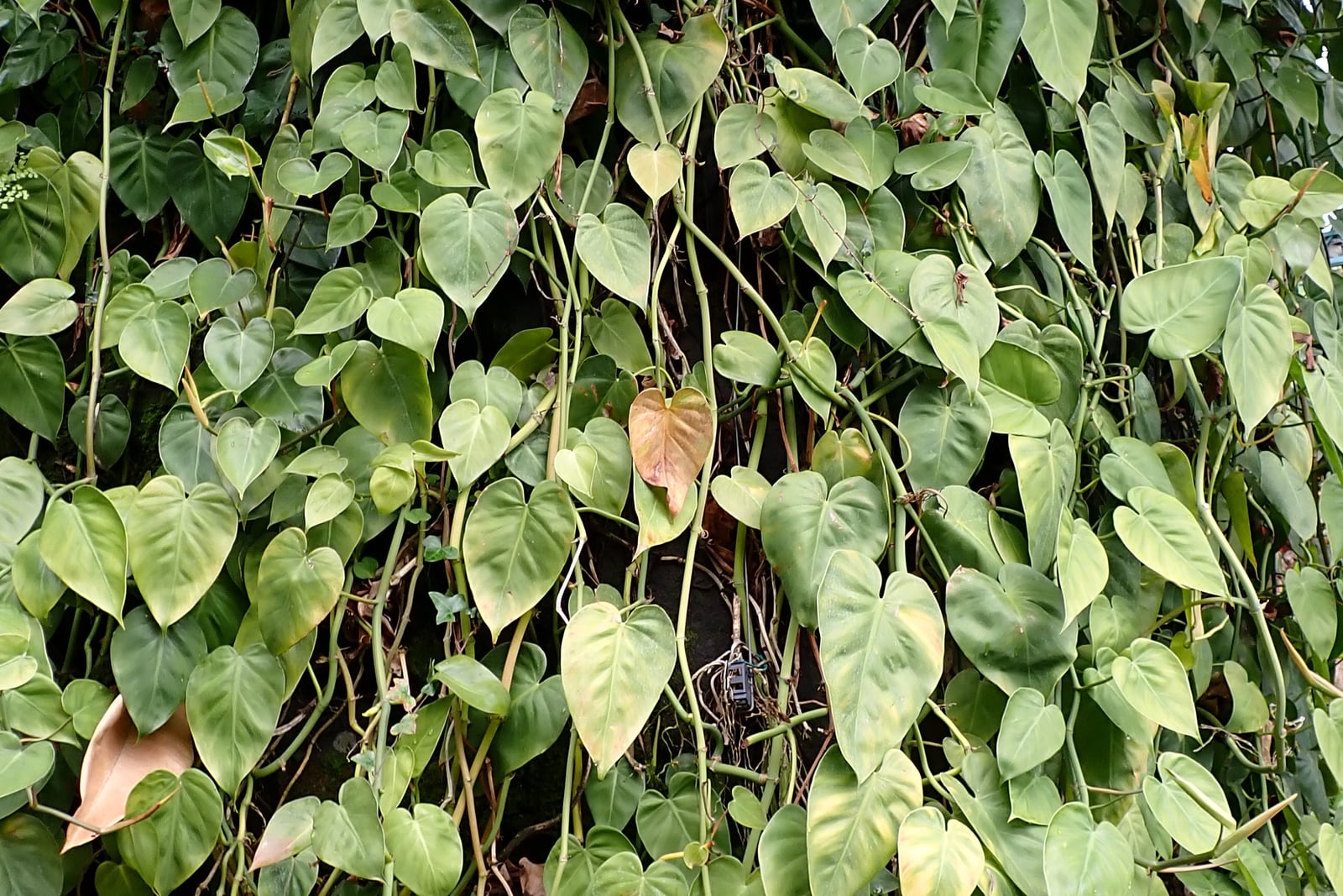 A hanging curtain of heartleaf philodendron (Philodendron hederaceum): dozens of heart-shaped, pointed, mid-green leaves on long, slender, pale green stems that trail straight down, with a few leaves yellowing, one coppery brown leaf near the centre and two dry brown leaves at the lower left.