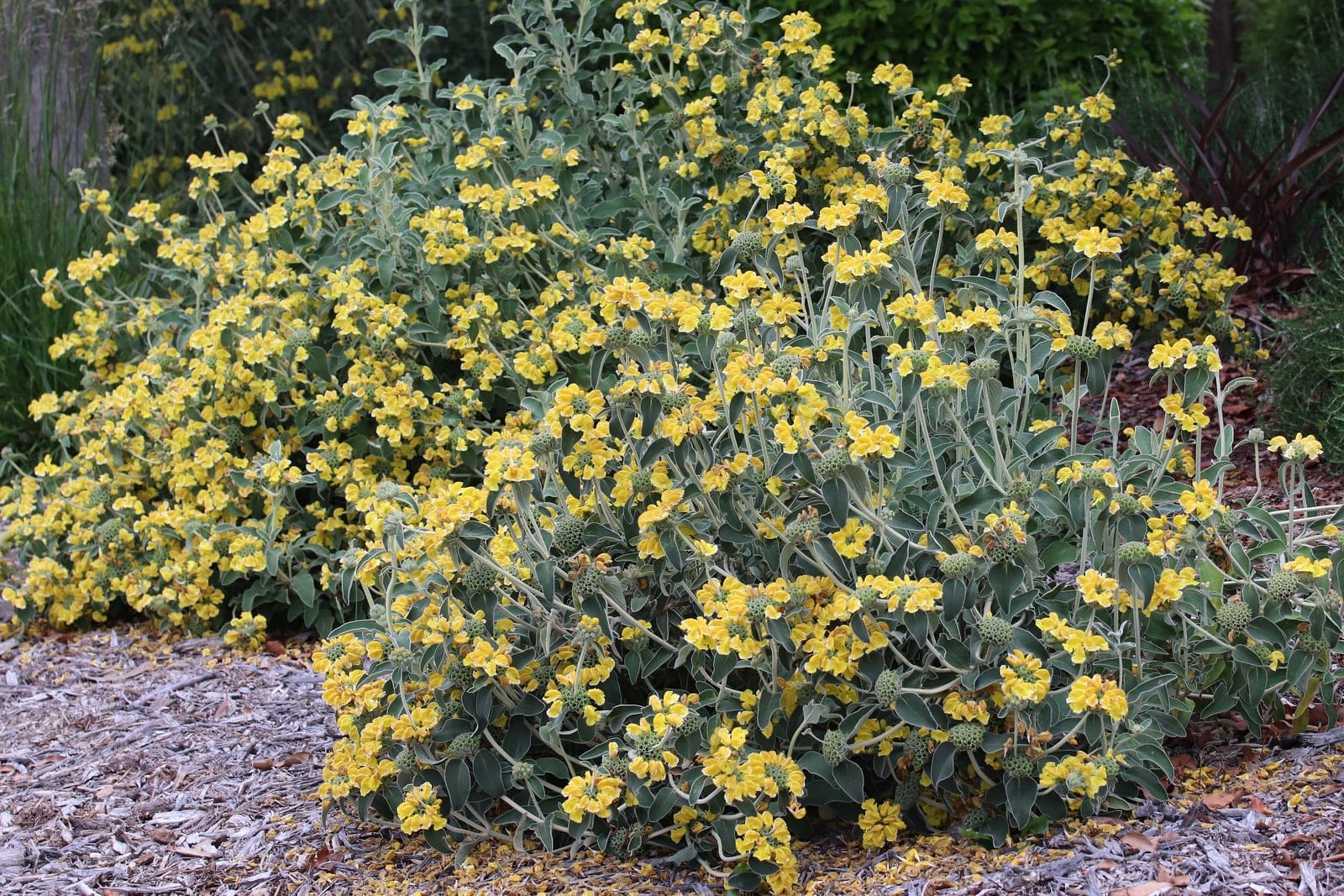 Jerusalem sage (Phlomis fruticosa) - mounding evergreen shrub habit with grey-green felted, sage-like wrinkled foliage, tiered whorls (verticillasters) of hooded butter-yellow flowers up the stems, rounded mediterranean garden-shrub form in a mulched bed, foliage and bloom both visible.