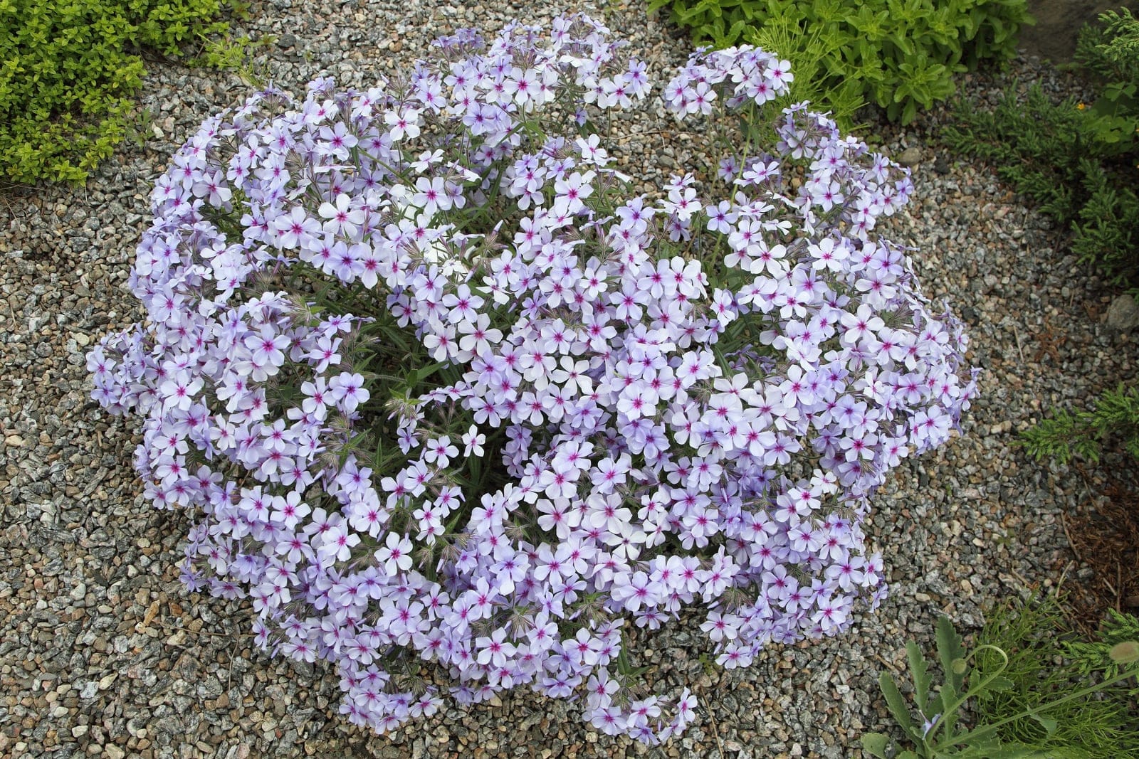 Woodland phlox (Phlox divaricata) showing five-petaled pale lavender-blue flowers on slender erect stems above a low spreading mat of foliage.