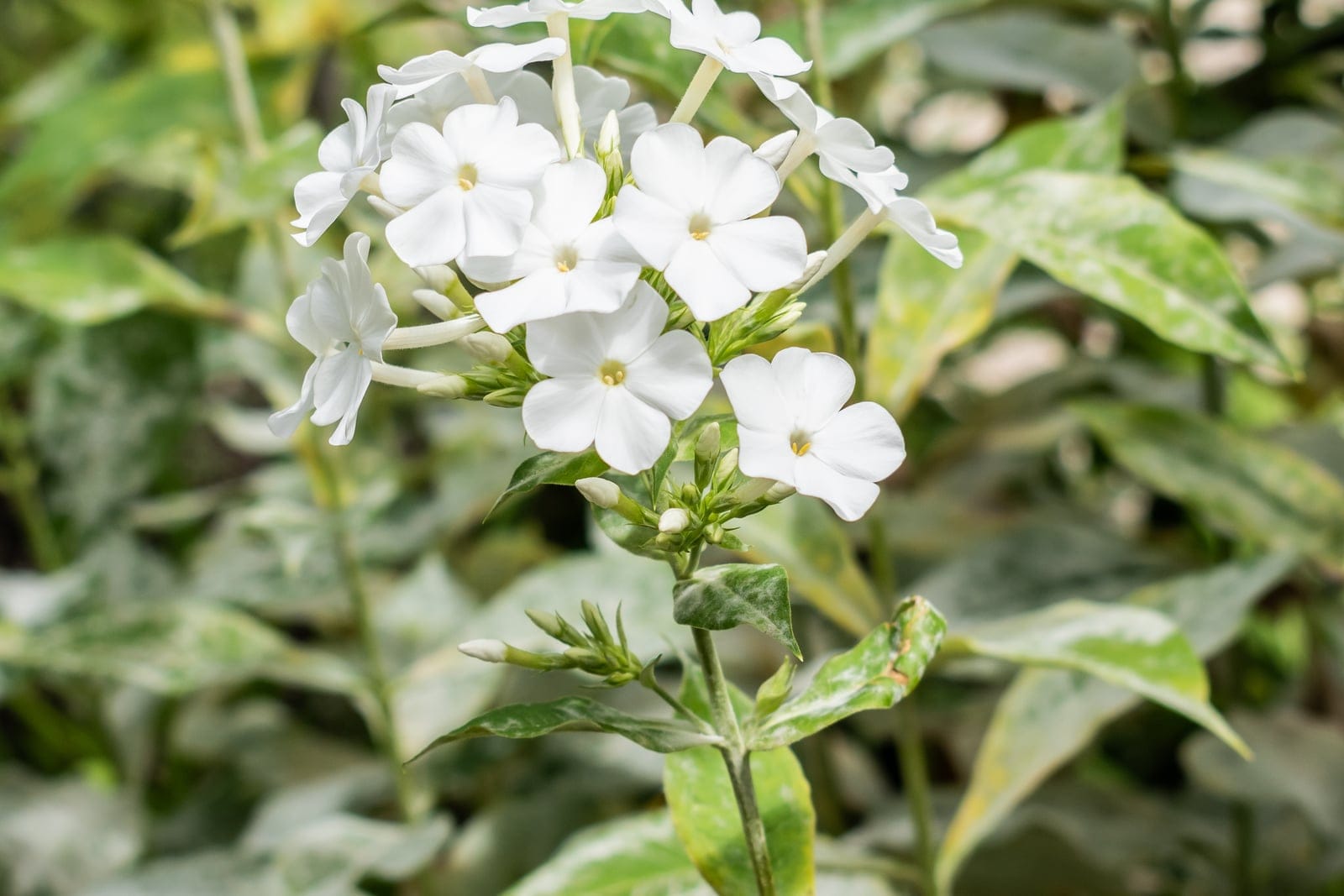 Garden phlox (Phlox paniculata 'Rembrandt') in bloom, showing tiered domed terminal clusters of small tubular pink-lavender florets on tall upright stems.