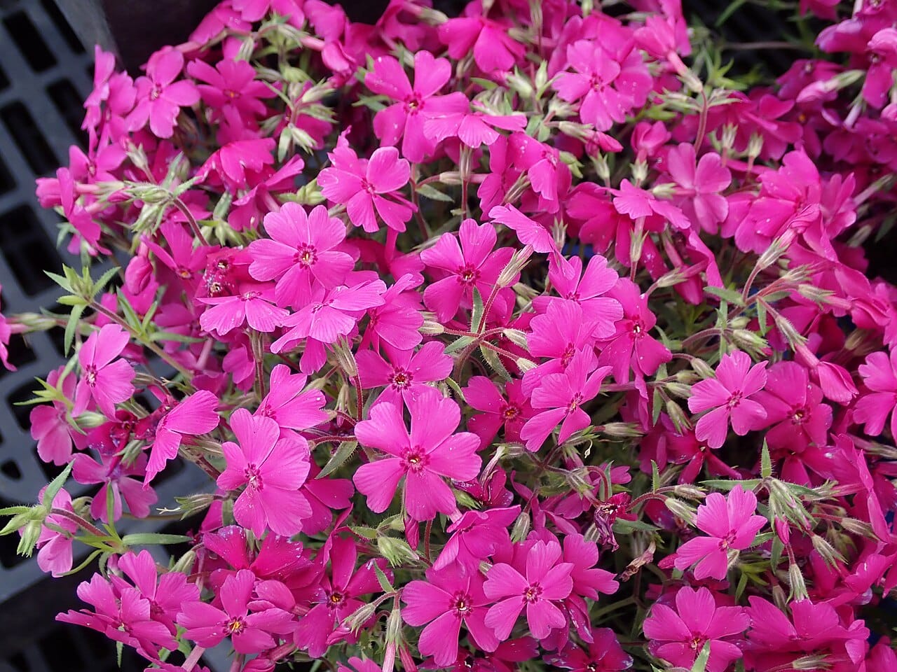 Moss phlox (Phlox subulata) in full bloom - a dense mat of vivid magenta-pink five-petaled flowers with notched petals and dark center eyes above needle-like foliage.