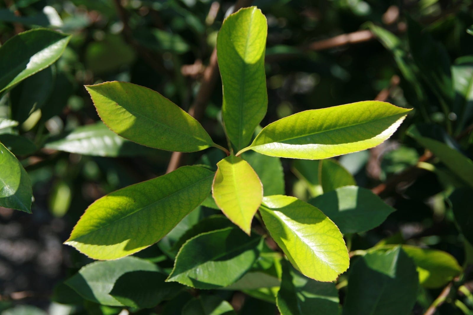 Fraser photinia showing characteristic red-flushed new growth against mature dark-green foliage