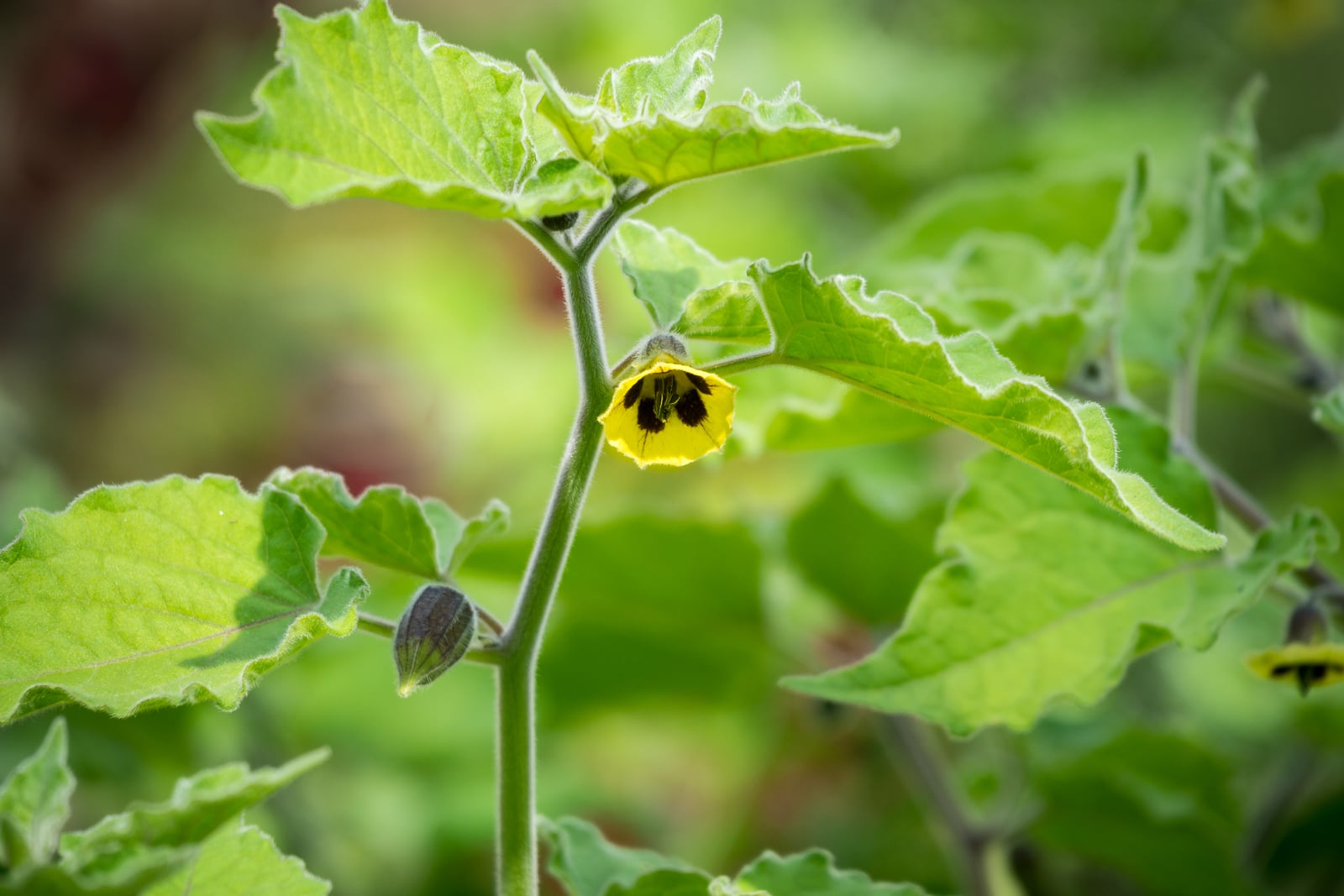 Cape gooseberry (Physalis peruviana) plant in a garden, with a single yellow flower and one young fruit forming inside a green papery husk among its leaves.