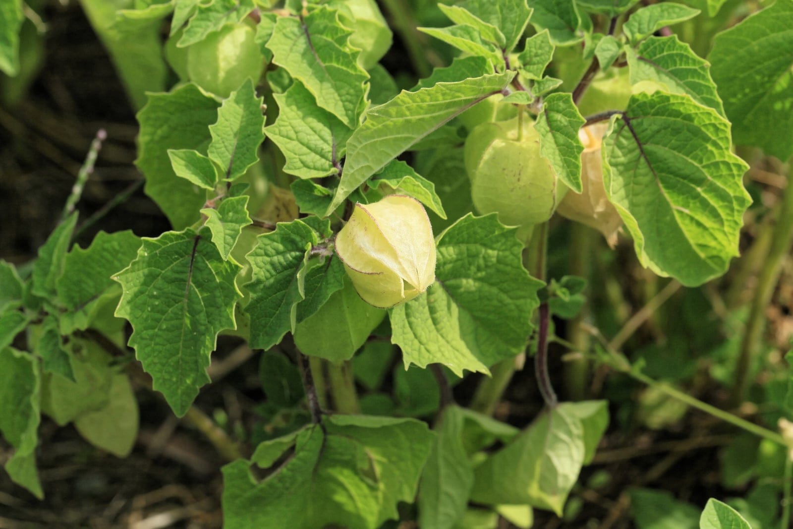 Coqueret (Physalis pruinosa) montrant les calices renflés et papyracés qui enveloppent le fruit, pendant parmi des feuilles dentées en forme de cœur sur des tiges à nœuds violacés.