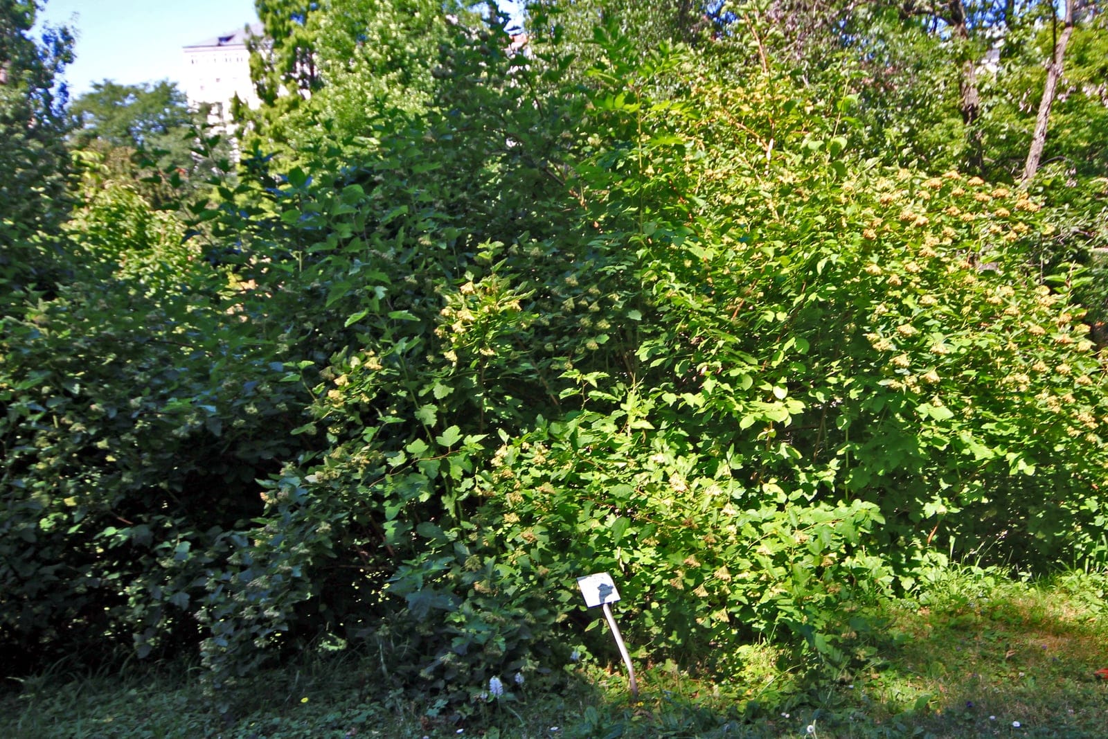 Common ninebark (Physocarpus opulifolius) whole multi-stemmed shrub in green-season leaf, showing the arching habit and 3-lobed maple-like foliage.