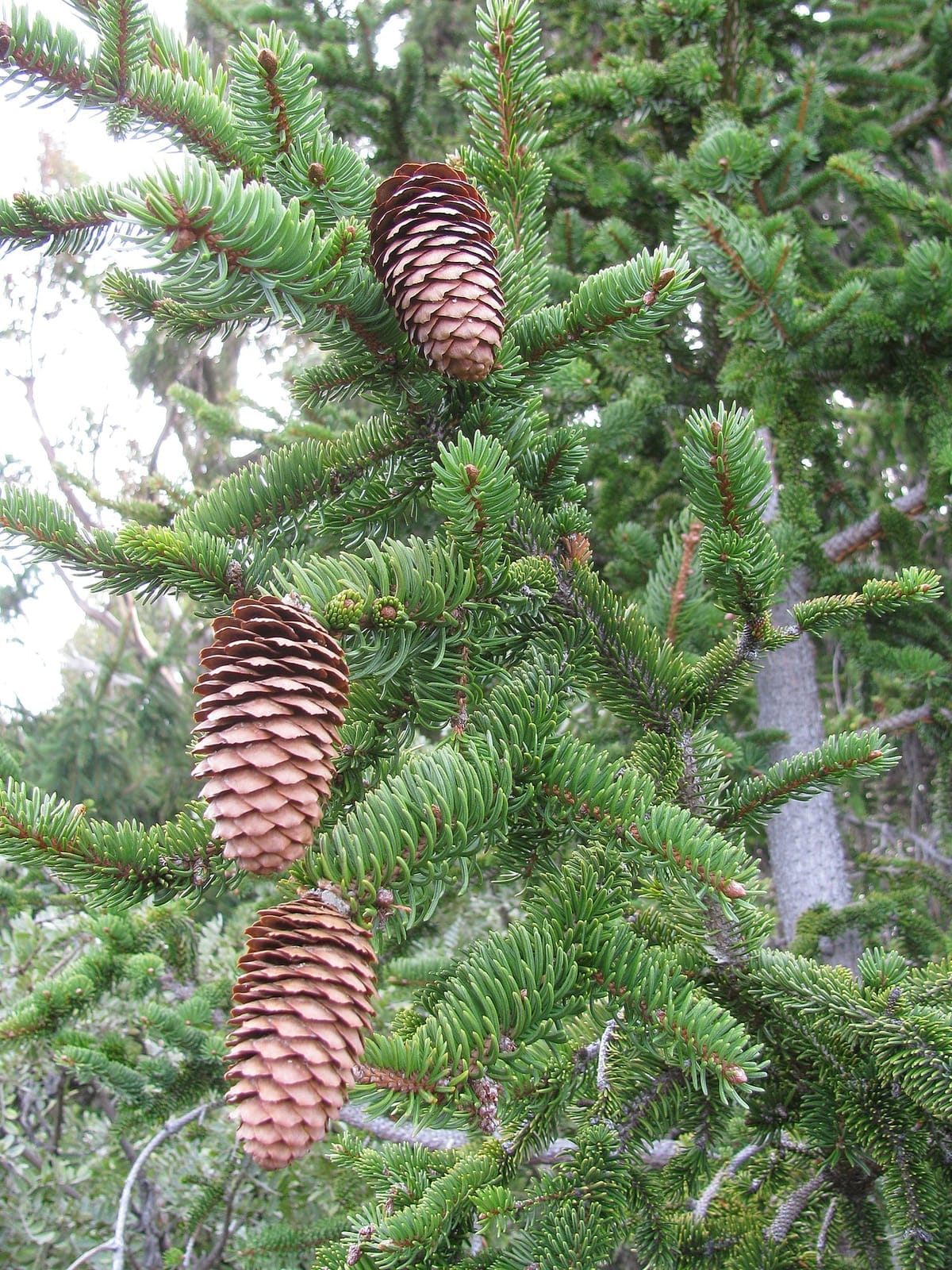 Norway spruce (Picea abies) - long pendulous brown cones, dark green needles, drooping branchlets, evergreen conifer foliage.