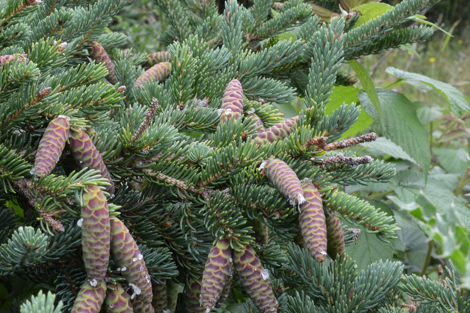 Vista cercana de una rama de pícea blanca (Picea glauca) cargada de conos jóvenes y cilíndricos, de un verde purpúreo con escamas de borde amarillo pálido y gotas de resina transparente, entre agujas cortas, rígidas y de color verde azulado; hojas anchas y verdes de otra planta ocupan el borde derecho.