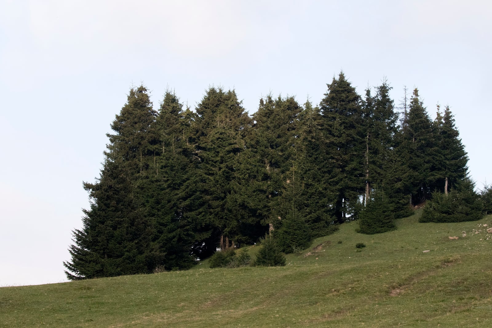 A dense grove of Oriental spruces on a grassy ridge, their dark, closely-needled crowns forming an even near-black mass against a pale sky, with younger trees spreading downslope.