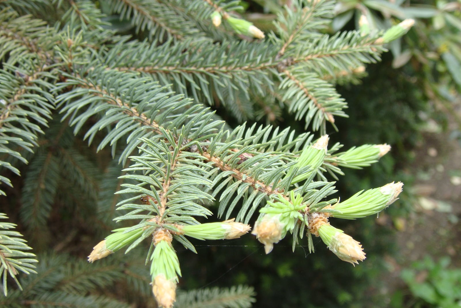 Colorado blue spruce (Picea pungens) foliage in spring: stiff, four-angled, silver-blue needles standing out around the shoots in all directions, with bright pale-green new growth emerging from tan bud sheaths at the branch tips.
