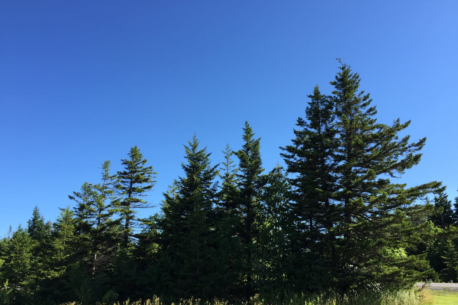 Red spruce crowns with full conical outlines and slightly drooping branches standing along a meadow edge, silhouetted against a deep blue cloudless sky.