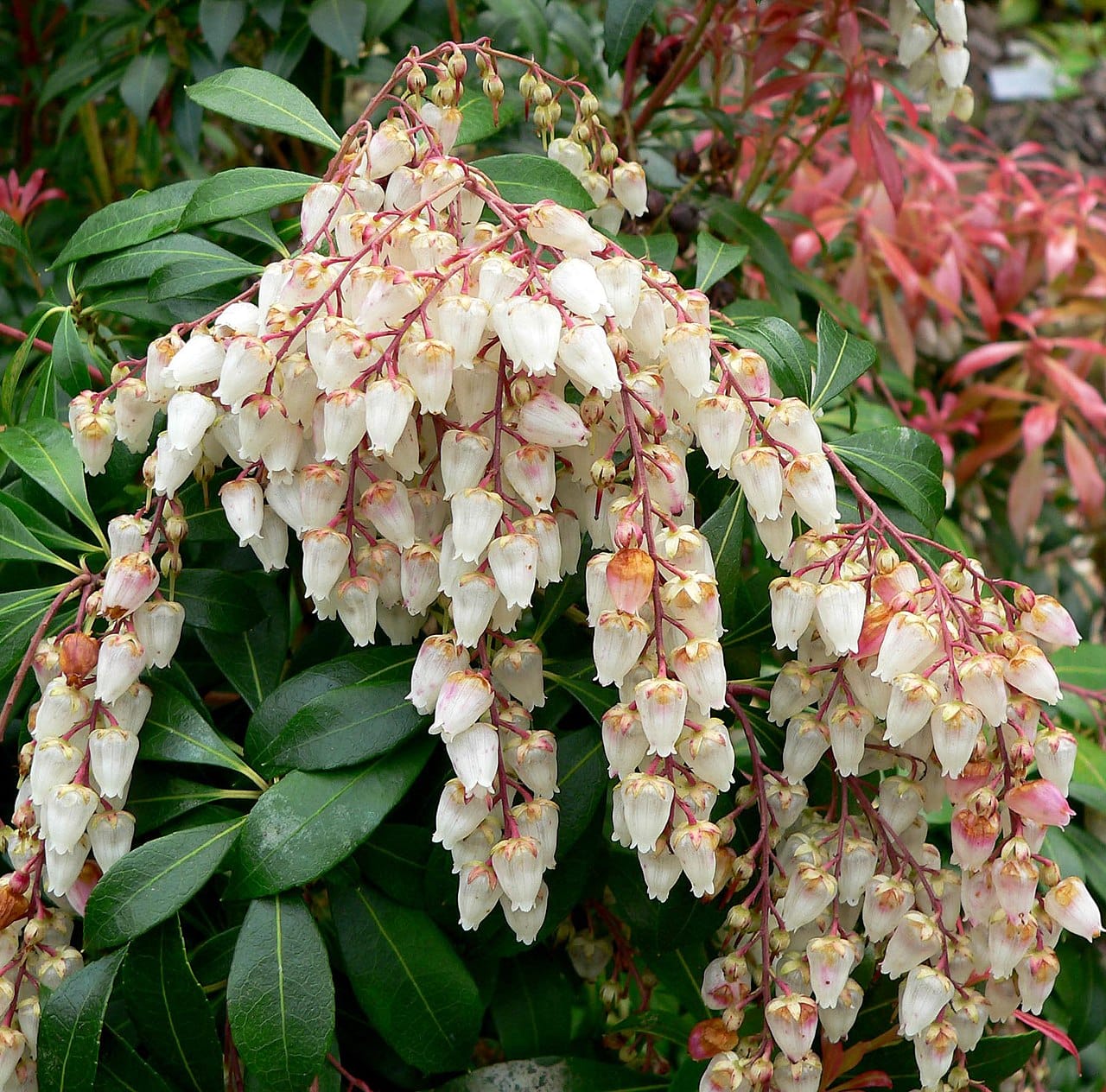 Japanese andromeda (Pieris japonica) - drooping panicles of urn-shaped white flowers, glossy dark evergreen leaves, reddish new growth.