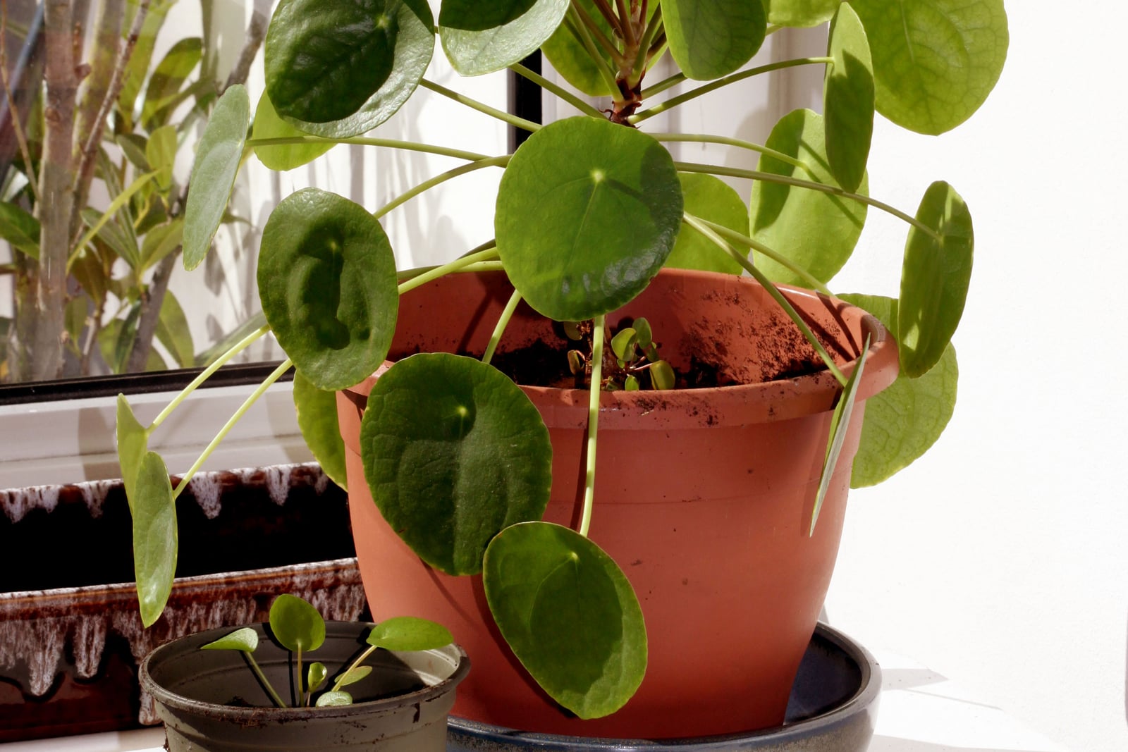 A Chinese money plant (Pilea peperomioides) in a terracotta-coloured pot on a saucer on a sunny windowsill: round, flat, mid to dark green leaves, each with a small pale dot where its long, slender green stalk joins near the centre, spread out and drooping over the rim. A tiny new shoot rises from the soil in the pot, and a young plant with a few small round leaves grows in a little black pot in front.