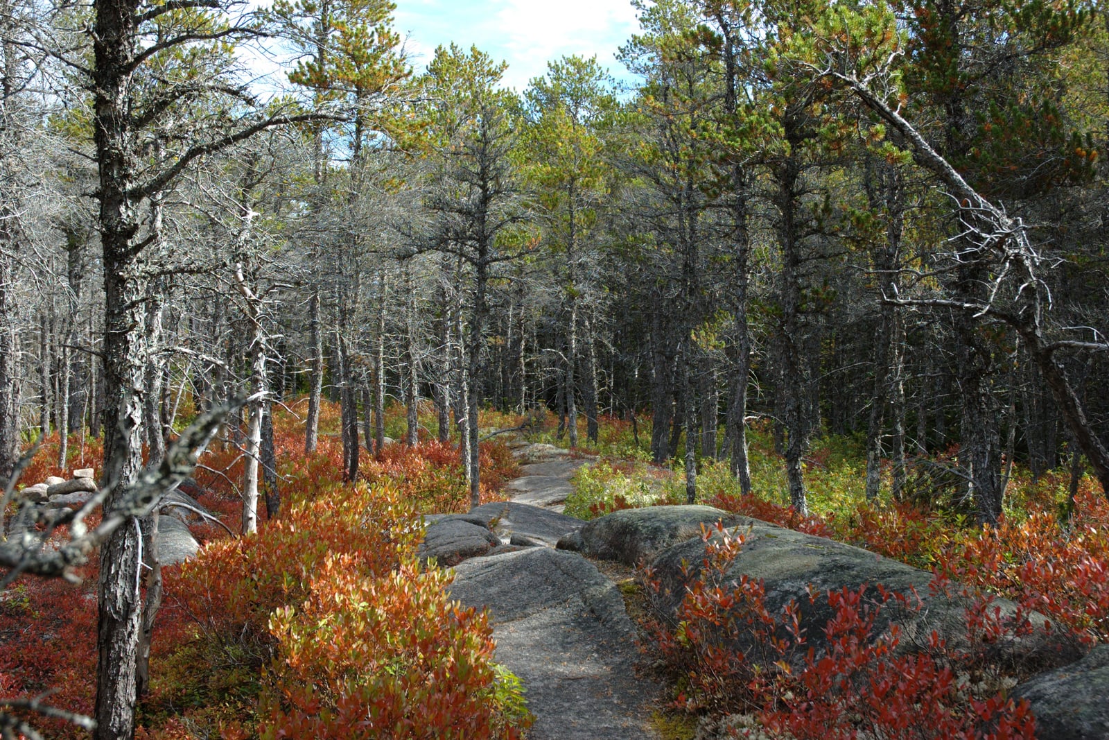 An open jack pine (Pinus banksiana) barren in autumn: thin, sparse, grey-barked pines with high ragged crowns and many bare dead lower branches, standing well apart over exposed granite ledge. A footpath runs across the bare rock, and the ground between the trees is covered in low blueberry scrub turned scarlet and orange.