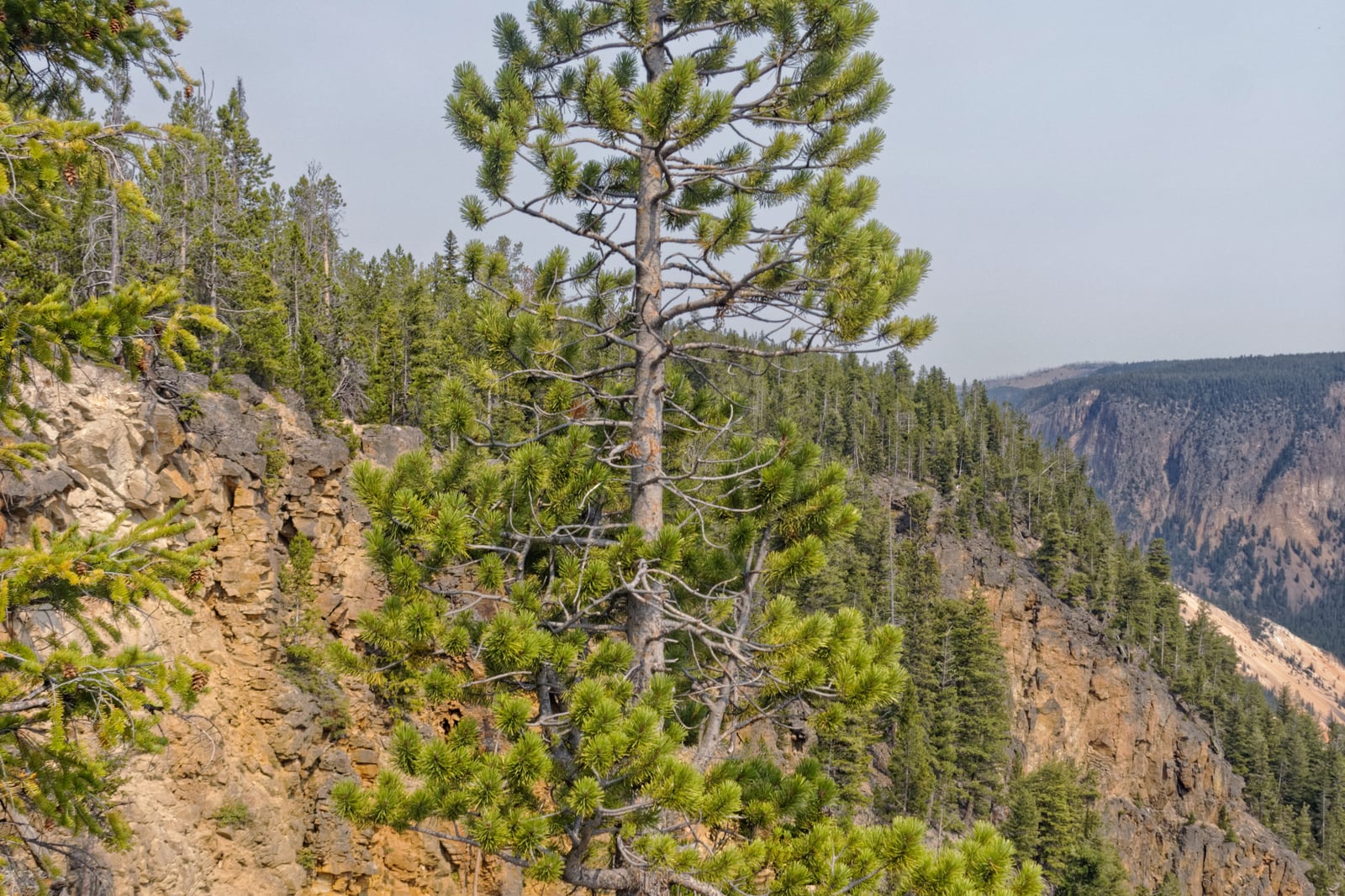 An inland lodgepole pine (Pinus contorta var. latifolia) growing on a rocky canyon rim, its slender grey trunk rising through sparse, open, irregular branching to a thin crown. Behind and below it a dense, uniform forest of the same species covers the far canyon wall to the skyline, under a pale hazy sky.