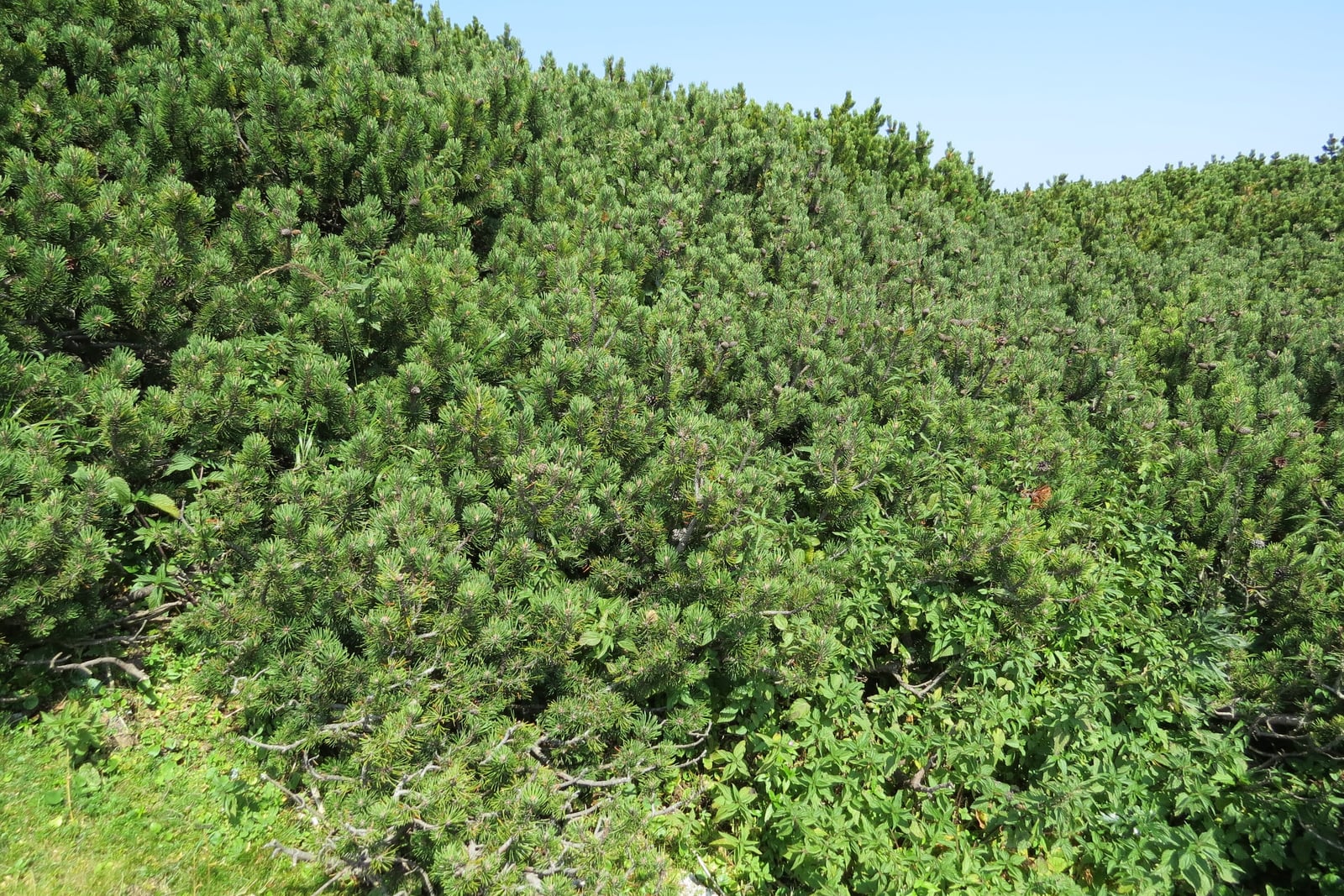 Wild mugo pine (Pinus mugo subsp. mugo) on a mountainside at Rax, Austria: a dense, low, spreading thicket of dark green pine covering the slope, with bare grey branches visible beneath the canopy and low scrub at the margins.