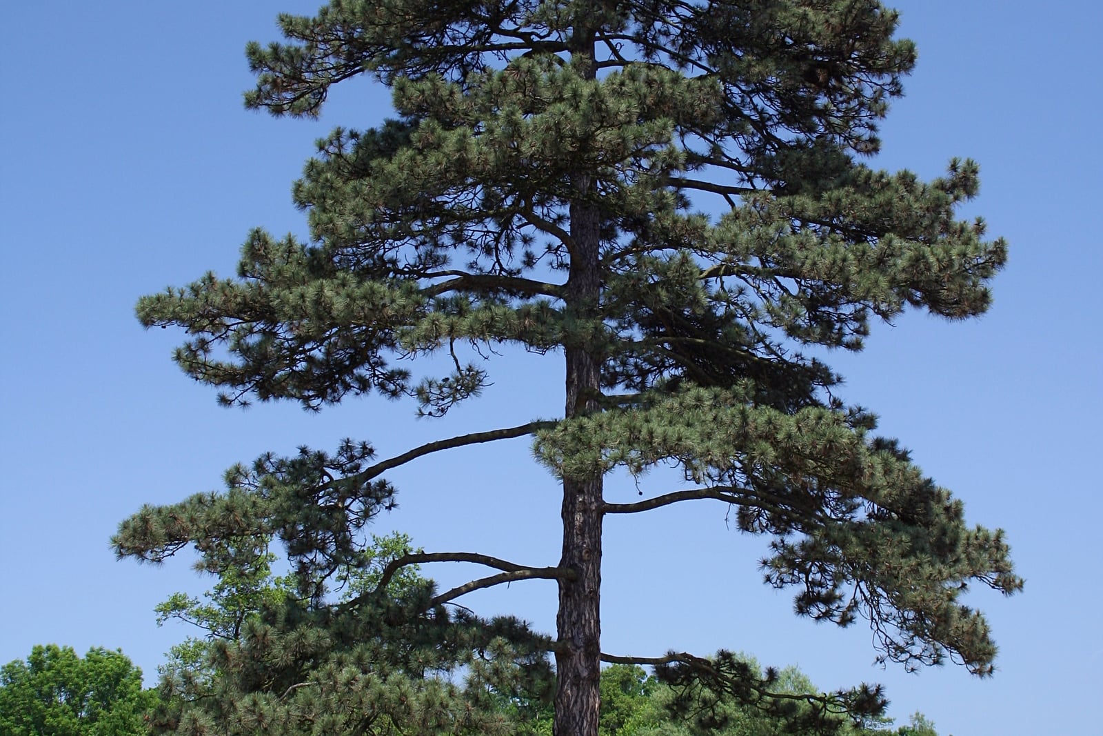 A mature Austrian pine against clear blue sky, its heavy dark furrowed trunk running the full height of the frame and dividing into long horizontal limbs that carry a broad, open, spreading crown of very dark green foliage in distinct tiers. Deciduous treetops show low on the left.
