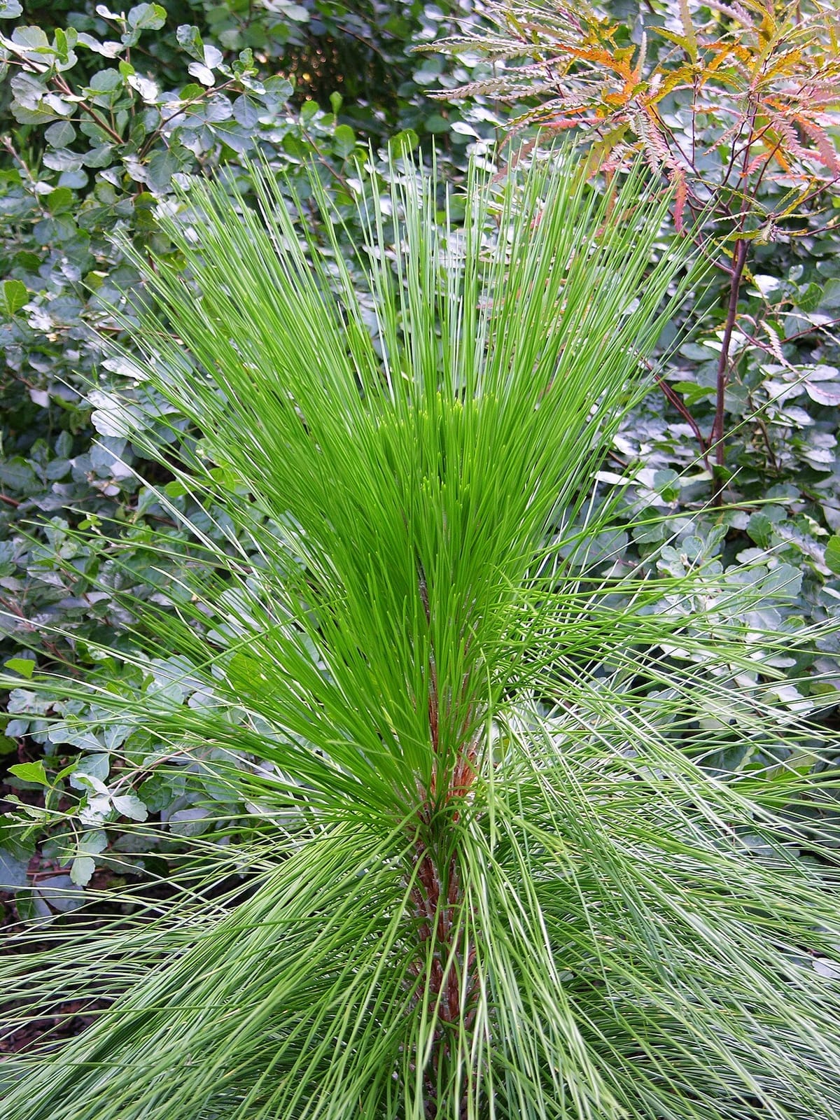 Longleaf pine (Pinus palustris) - young longleaf pine showing the very long bright-green needles in dense tufts at the stem tip, grass/candle-stage seedling form.