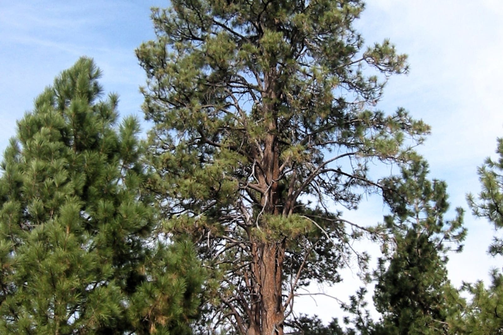 A mature Pinus ponderosa with an open conical crown and reddish-orange plated trunk towering over younger pines, with a car at its base for scale.