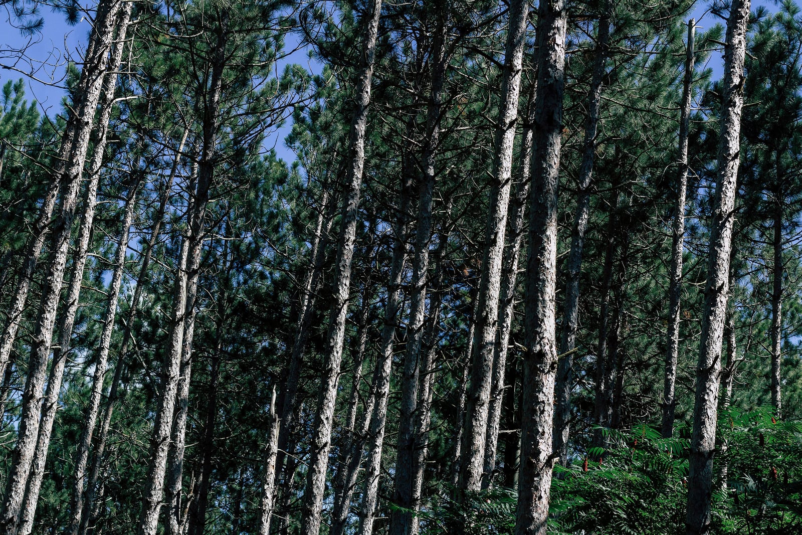 A stand of red pines (Pinus resinosa) seen from within the plantation, dozens of tall, straight, closely spaced trunks rising in near-parallel lines with their scaly plated bark catching the light. Dark green crowns close overhead and a low growth of bracken fern fills the sunlit gap at the right.